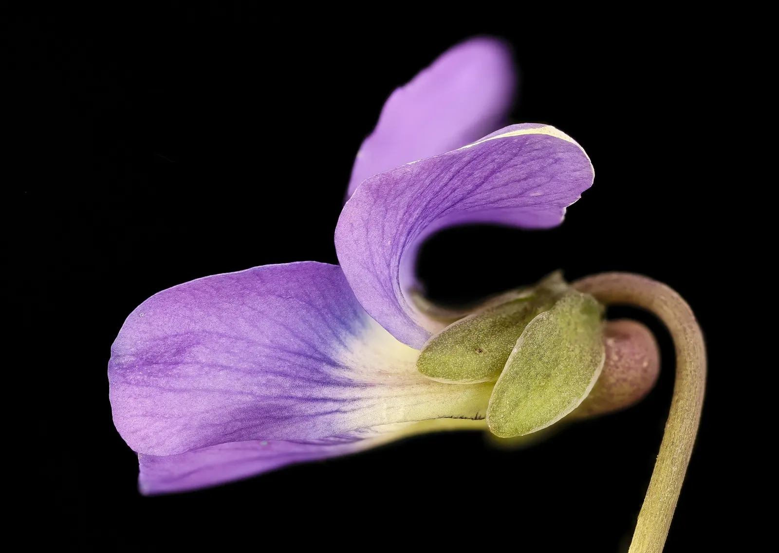 Meadow Violet (Viola Sororia) — The Meadow Violet, Viola sororia, is a deciduous perennial native to North America