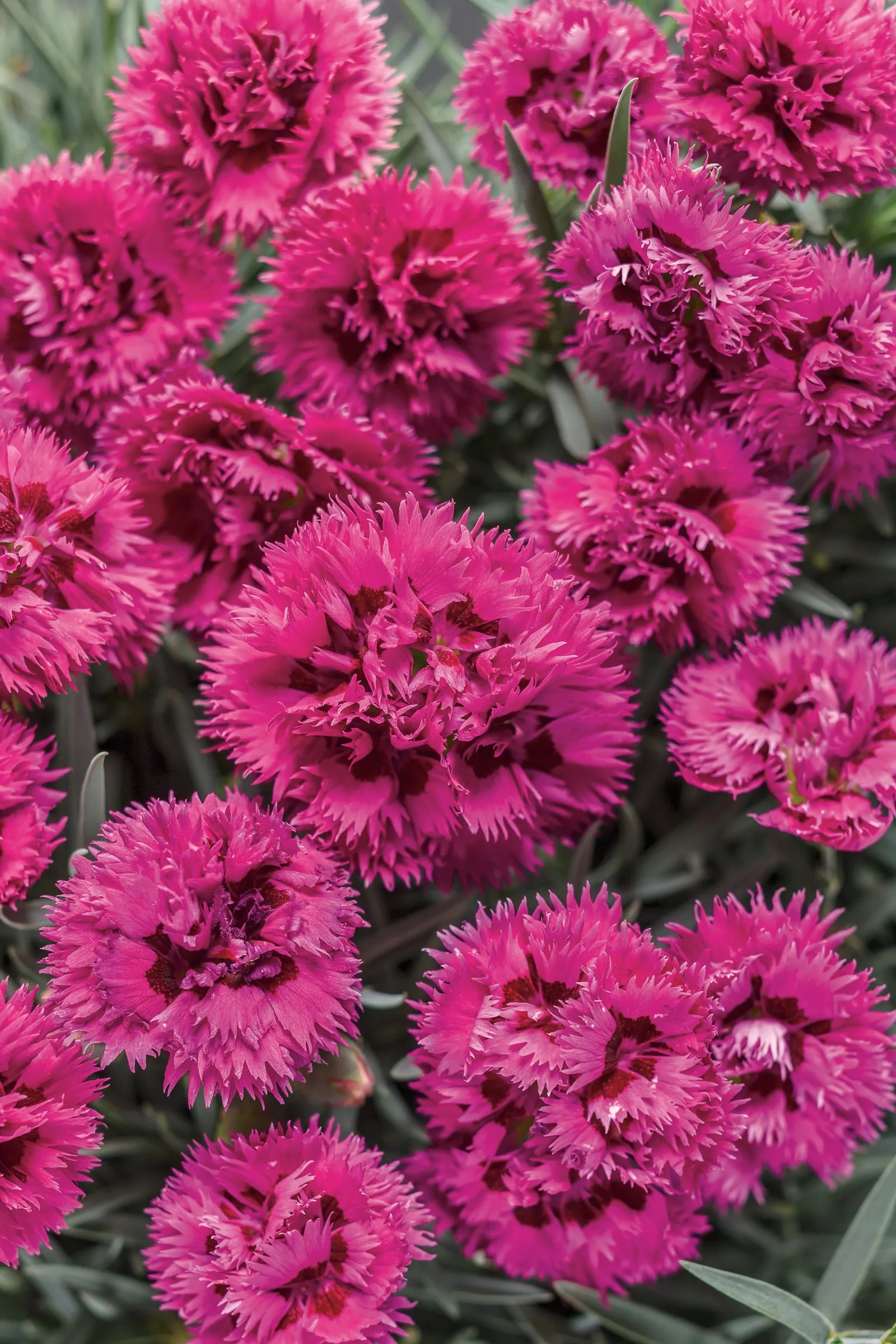 'Spiked Punch' Pinks (Dianthus hybrid) — Proven Winners - Fruit Punch® 'Spiked Punch' - Pinks - Dianthus hybrid pink fuchsia pink plant details