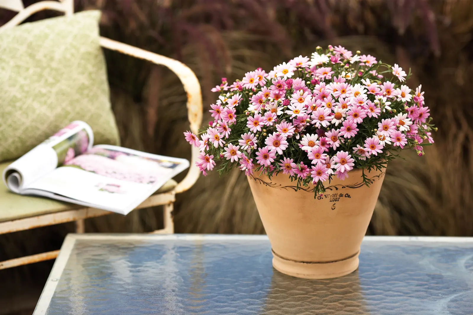 Pink African Daisy (Osteospermum) — information and resources