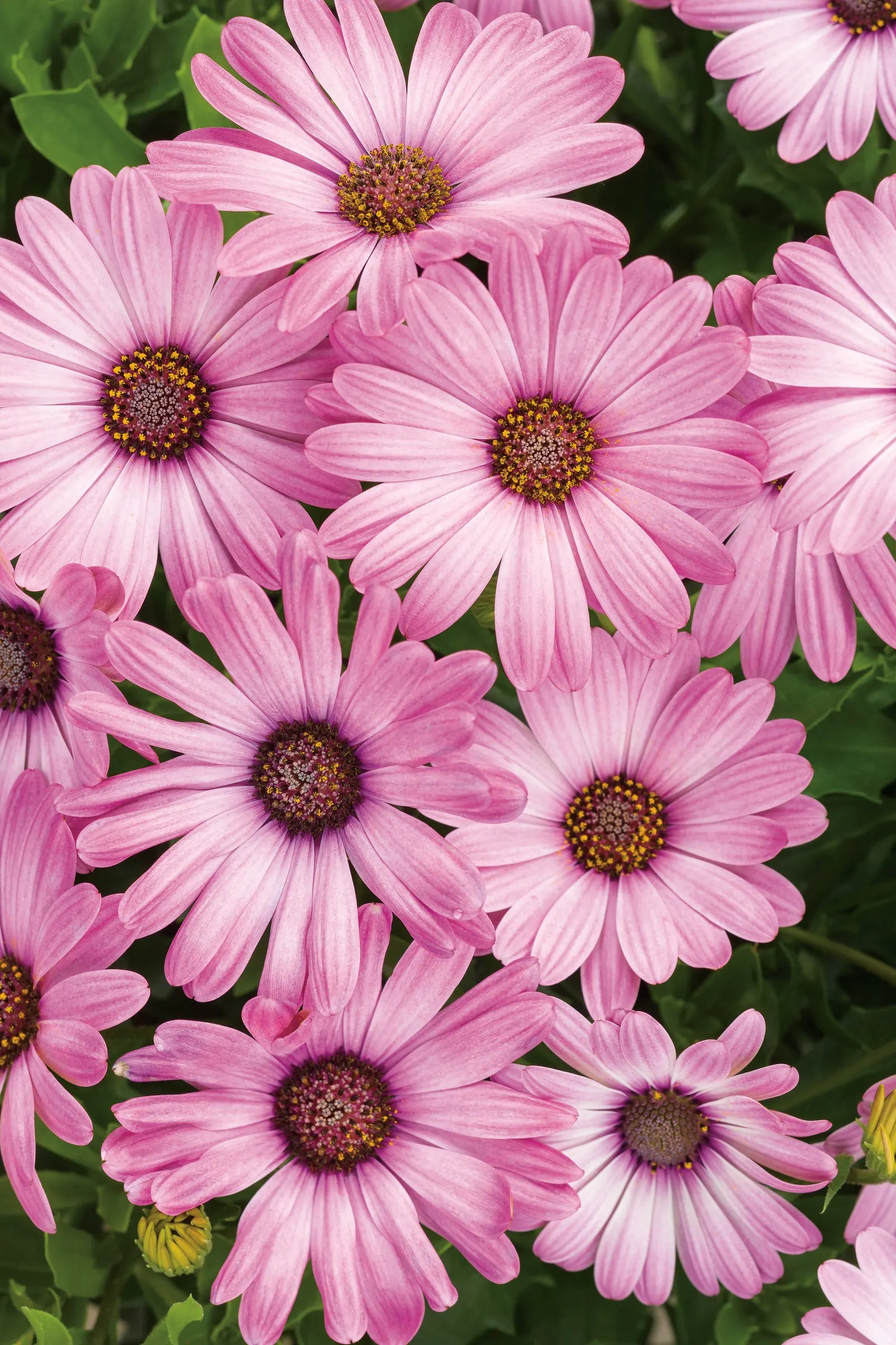Pink African Daisy (Osteospermum) — Proven Winners - Bright Lights™ Pink - African Daisy - Osteospermum pink plant details