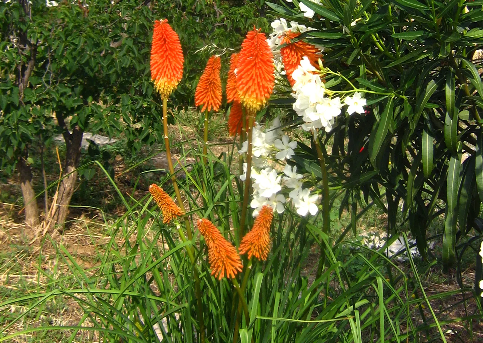 Dwarf Papaya Hot Poker (Kniphofia 'Papaya Popsicle') — Blooms boast fiery shades of orange and yellow, resembling a papaya's flesh