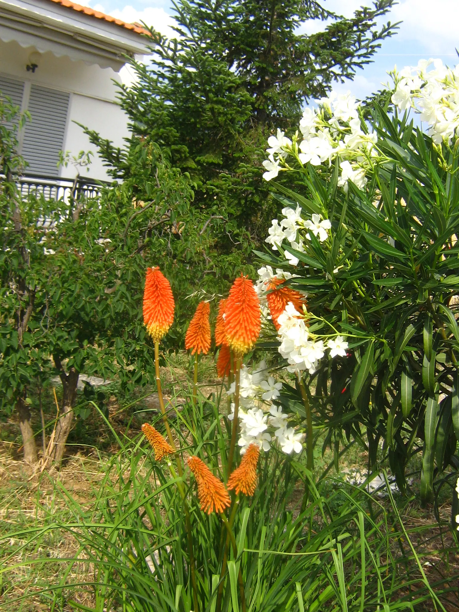 Dwarf Papaya Hot Poker (Kniphofia 'Papaya Popsicle') — This compact plant matures to about 18 inches tall and wide, perfect for small gardens and borders