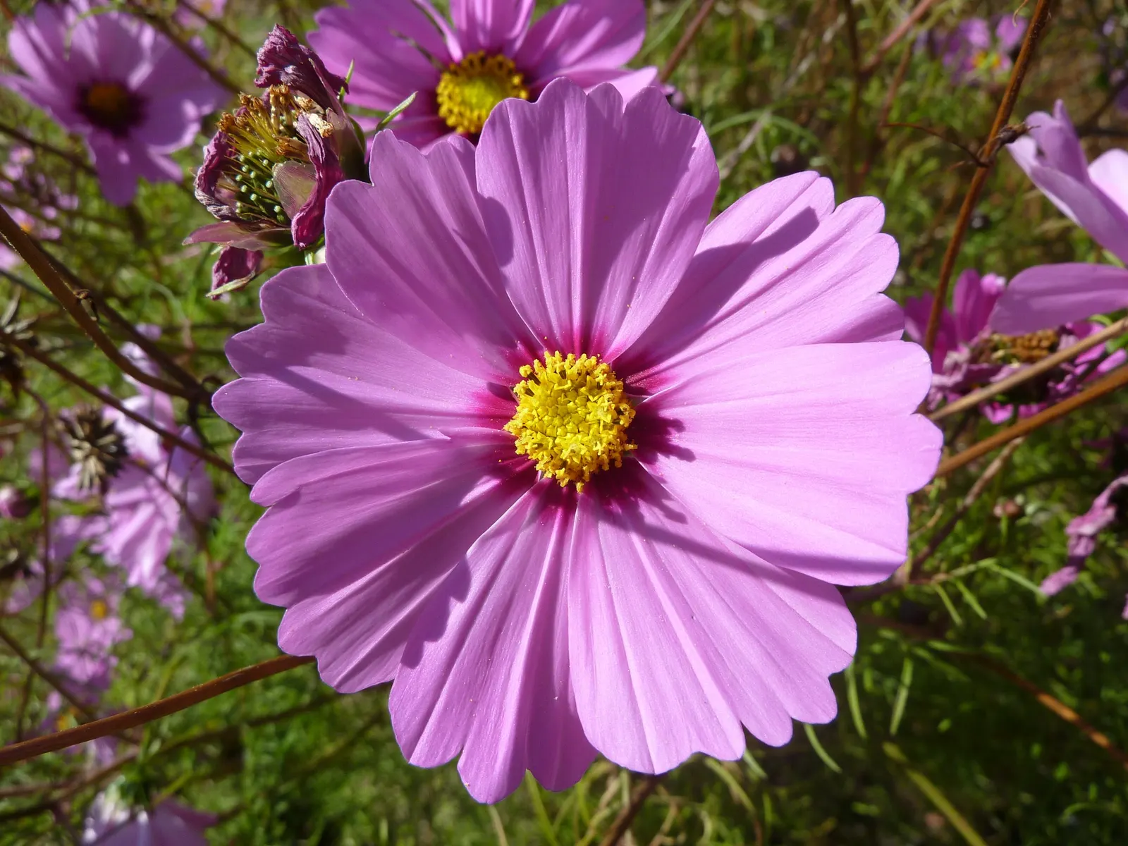 Early Sensation Cosmos (Cosmos Bipinnatus 'Early Sensation') — Its fine-textured, feathery foliage is complemented by daisy-like flowers, spanning 2-3 inches