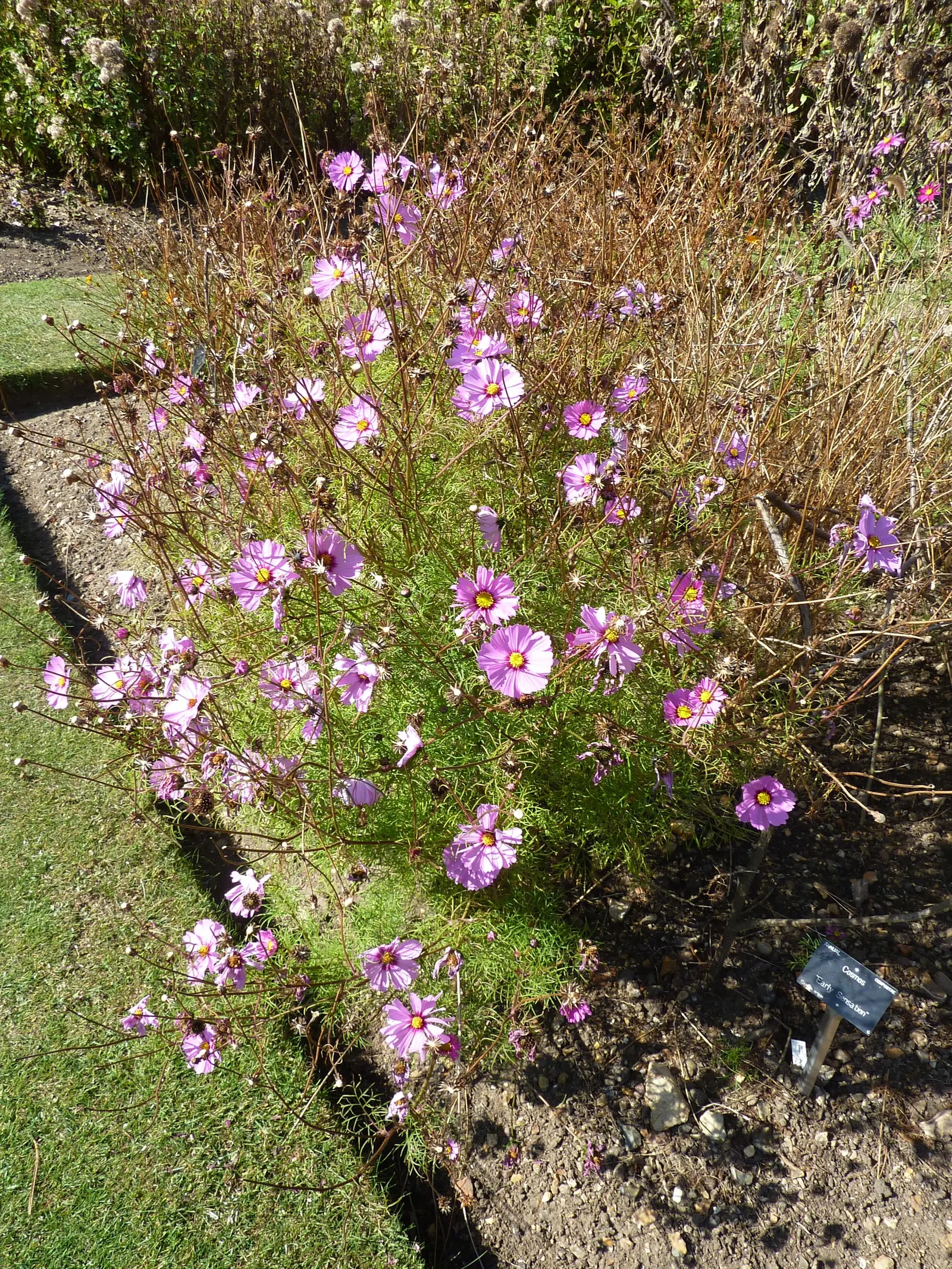 Early Sensation Cosmos (Cosmos Bipinnatus 'Early Sensation') — reaching heights of 3-5 feet with a spread of 12-18 inches