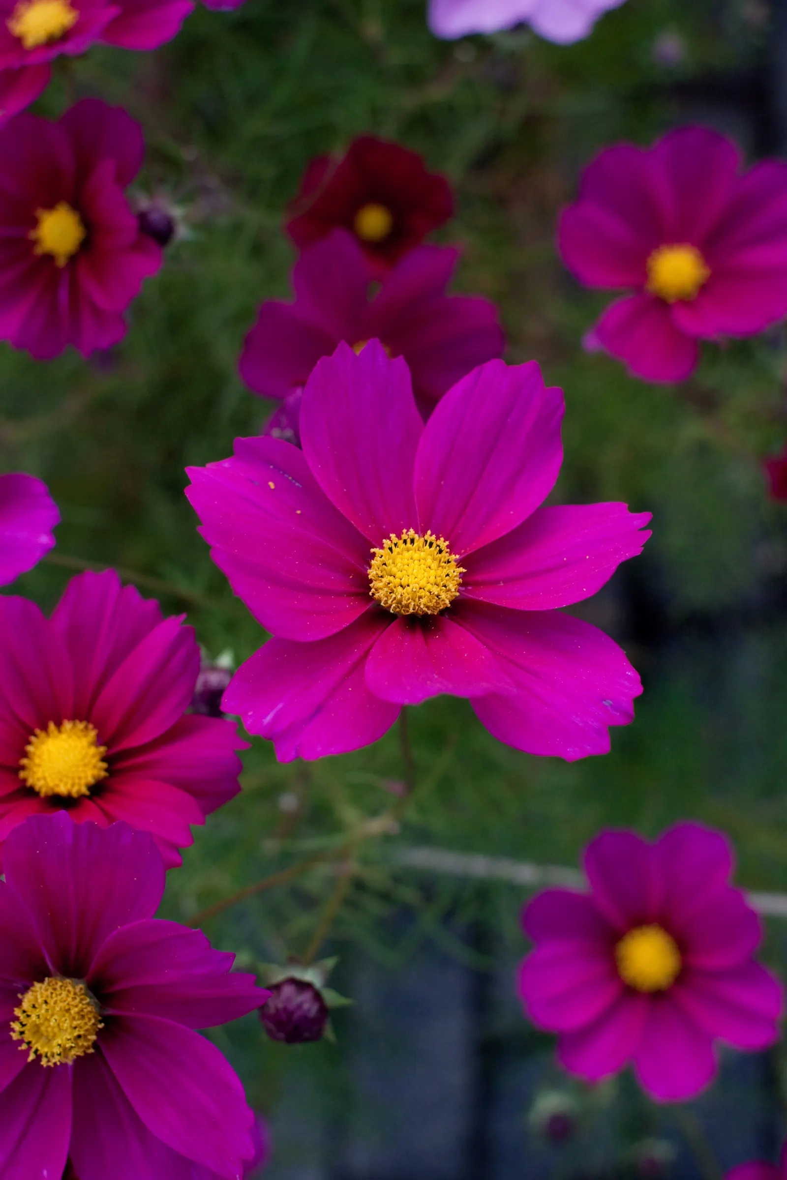 Early Sensation Cosmos (Cosmos Bipinnatus 'Early Sensation') — The Early Sensation Cosmos (Cosmos bipinnatus 'Early Sensation') thrives in full sun
