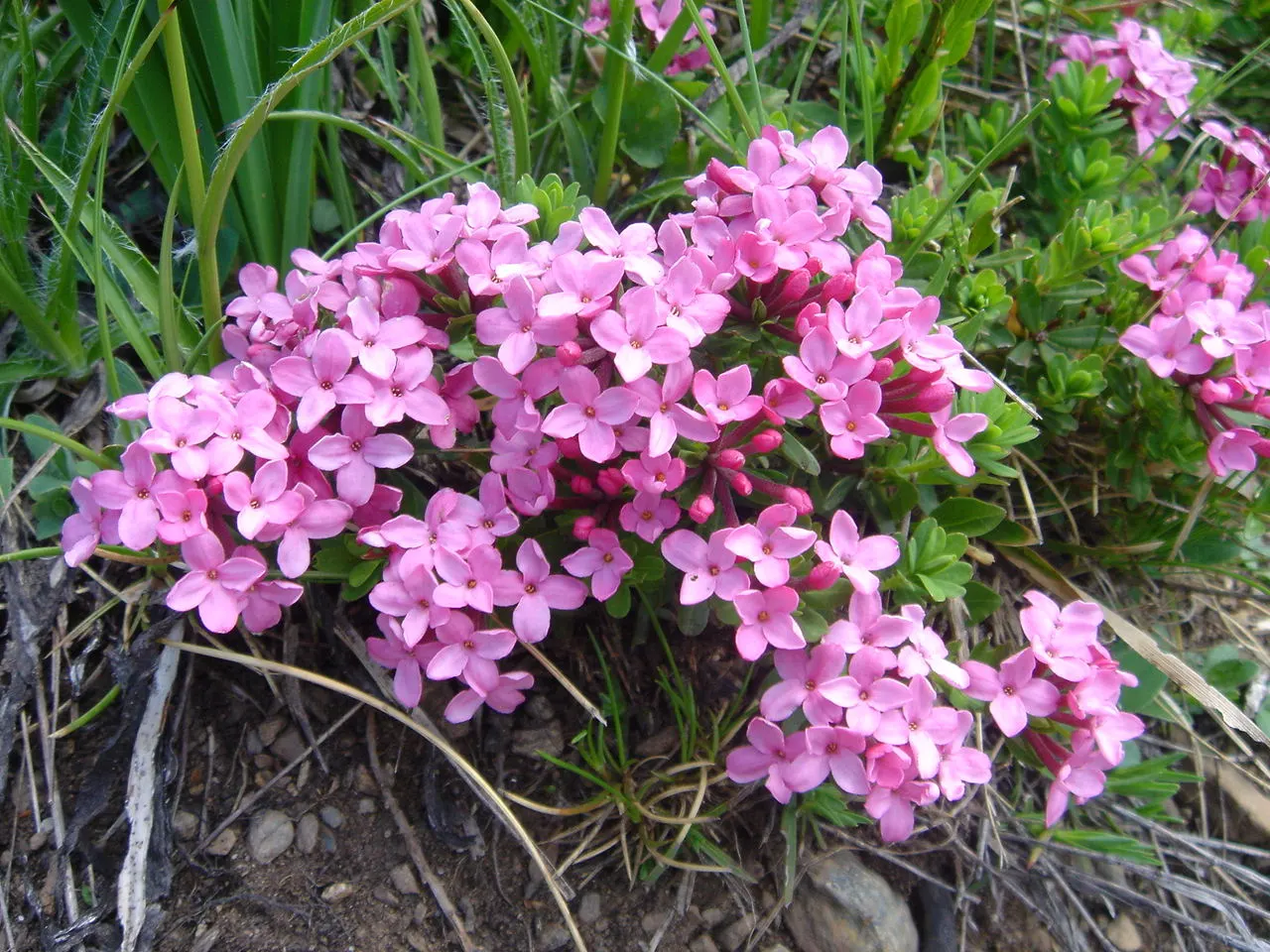Garland Daphne (Daphne Cneorum) — ground cover with pink blooms