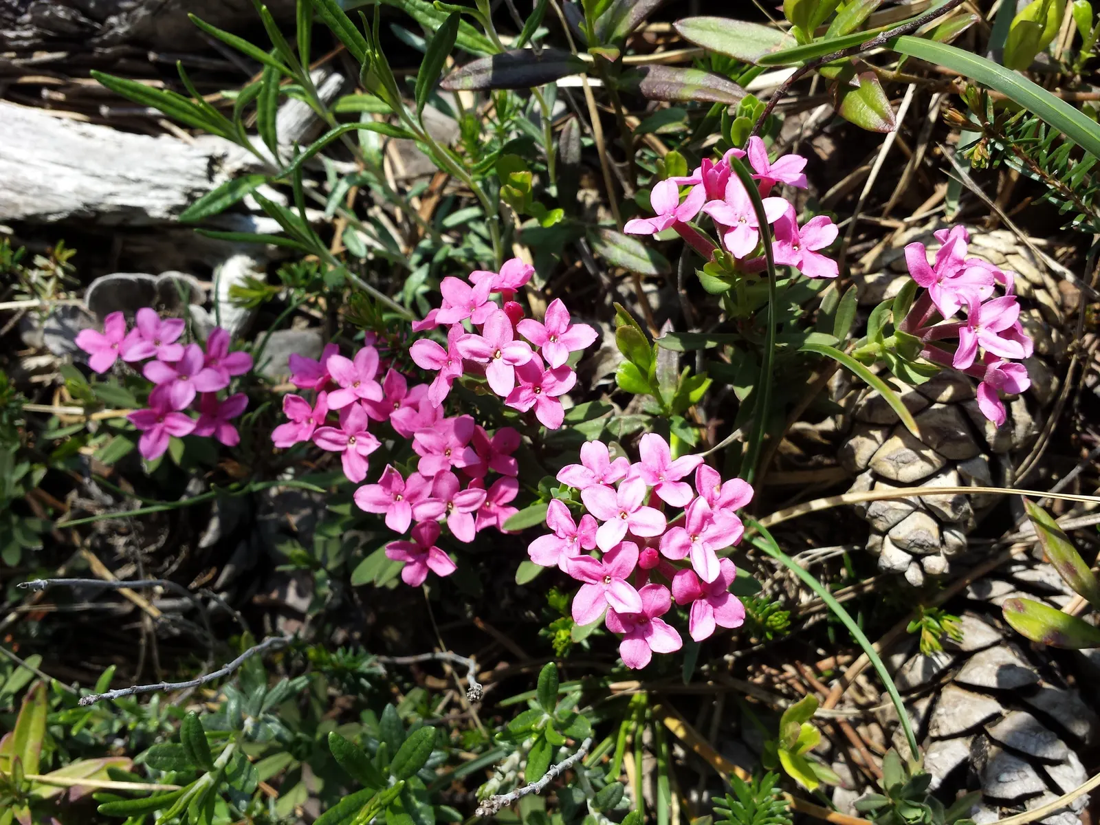 Garland Daphne (Daphne Cneorum) — typically around April to May; appreciated for its fragrant pink blossoms blooming in spring, image 64