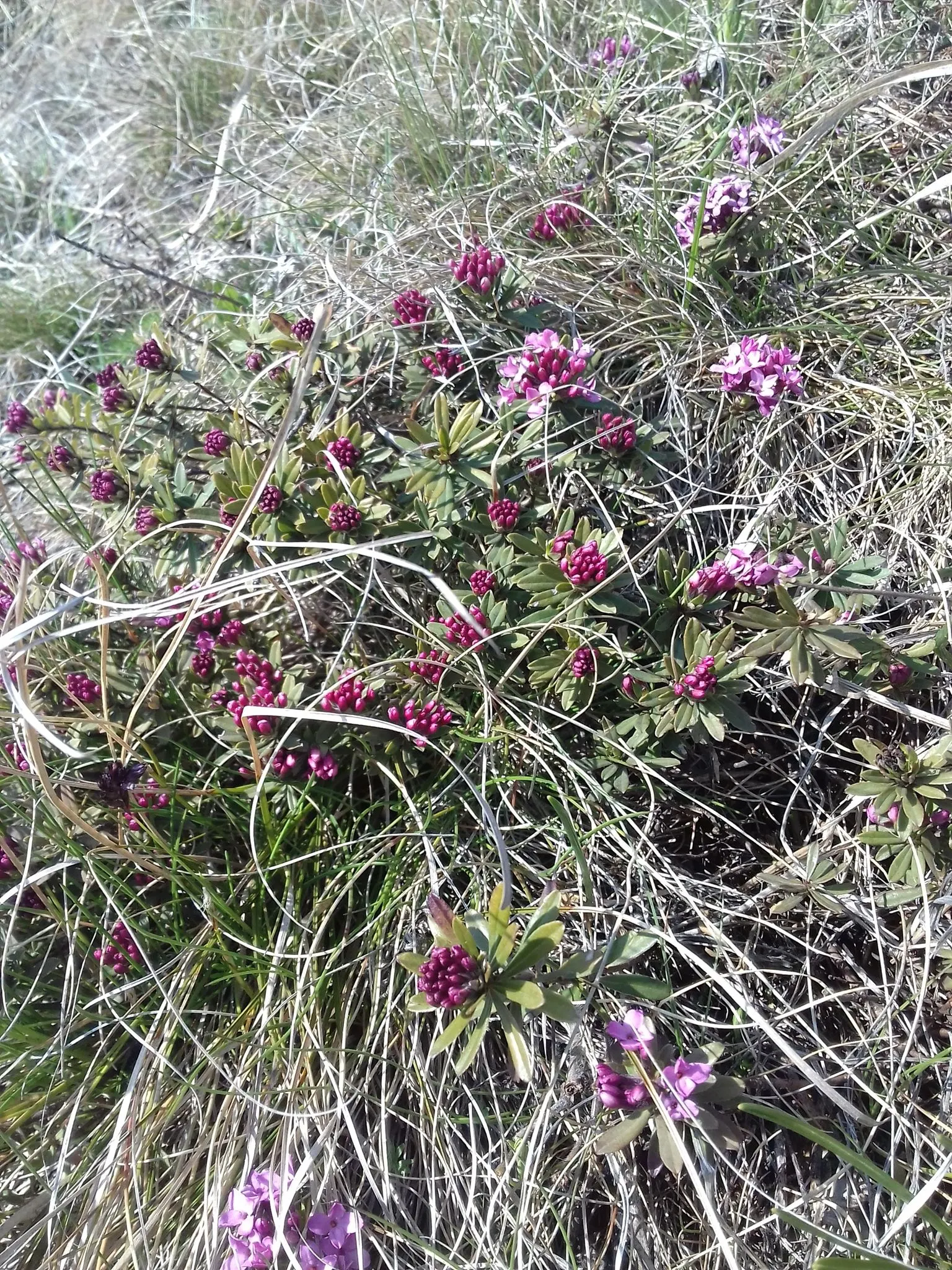 Garland Daphne (Daphne Cneorum) — typically around April to May