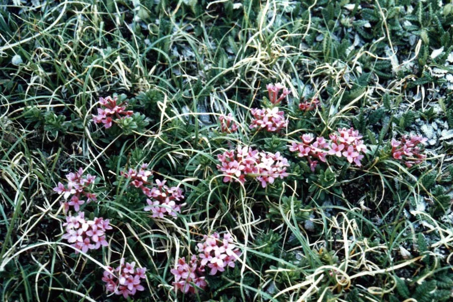 Garland Daphne (Daphne Cneorum) — It thrives best in well-drained, slightly alkaline to neutral soil with moderate moisture