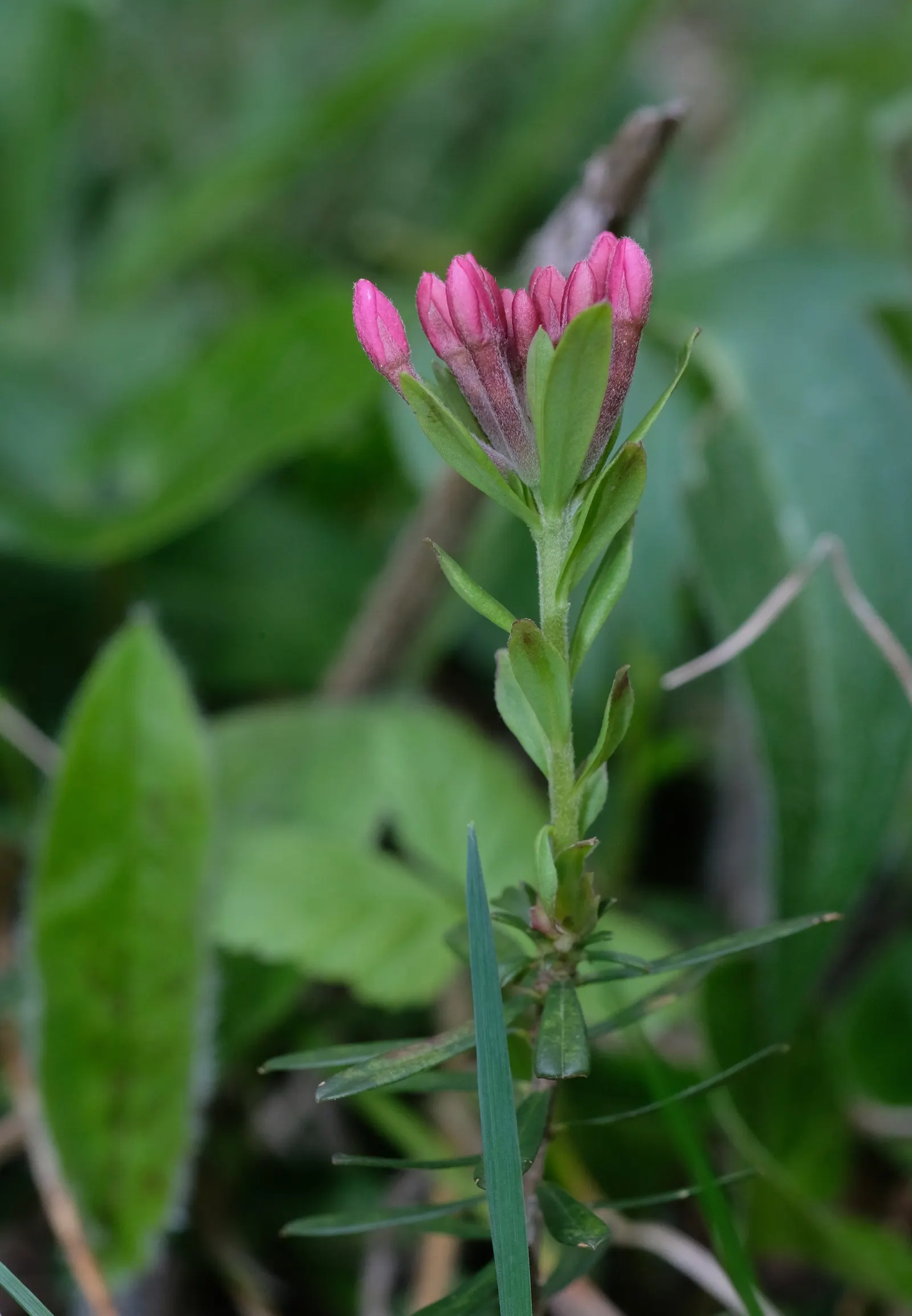 Garland Daphne (Daphne Cneorum) — pink flowers in the garden; the Garland Daphne (Daphne cneorum) is a diminutive yet captivating evergreen shrub