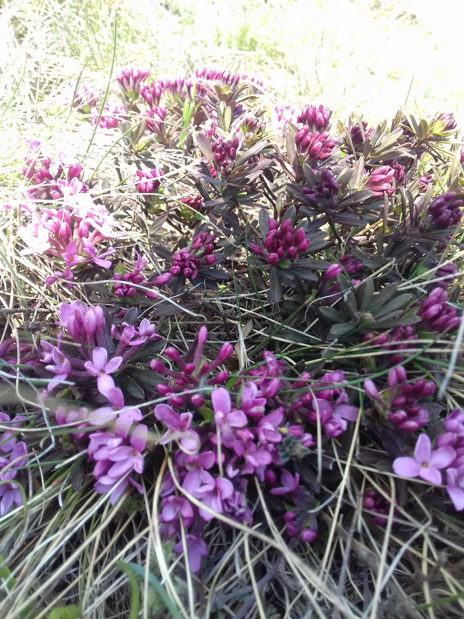 Garland Daphne (Daphne Cneorum) — Provide organic mulch to help keep the root zone cool and moist in the summer; the leaves are small and narrow