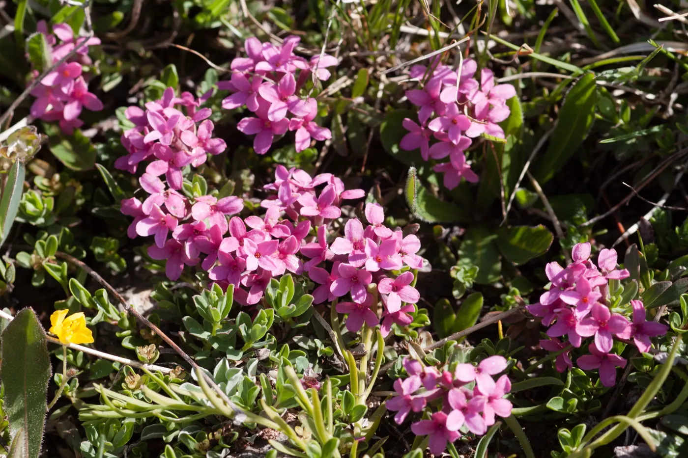 Garland Daphne (Daphne Cneorum) — The Garland Daphne (Daphne cneorum) is a diminutive yet captivating evergreen shrub; avoid overwatering to, image 61