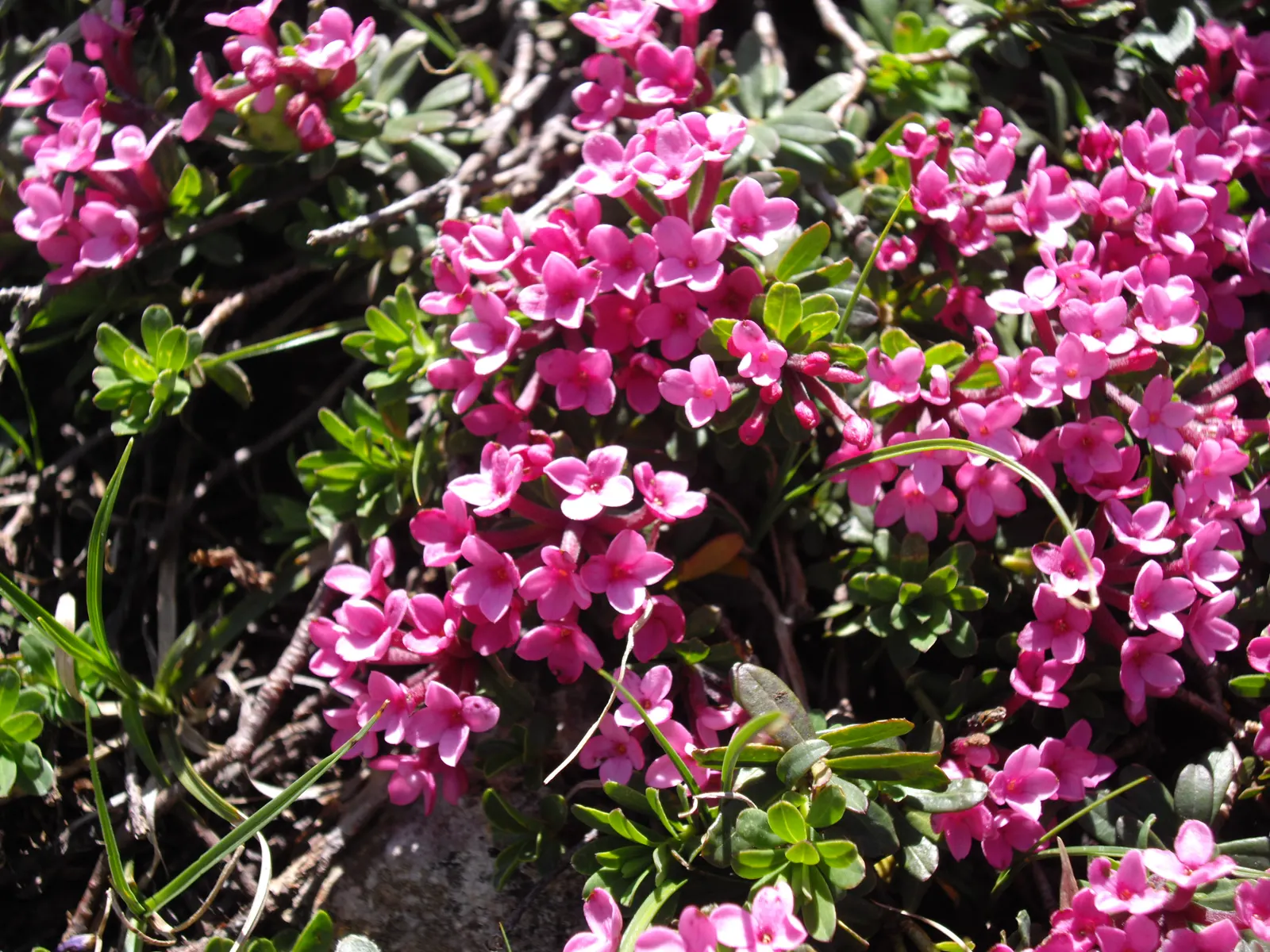 Garland Daphne (Daphne Cneorum) — Ideal for rock gardens and borders