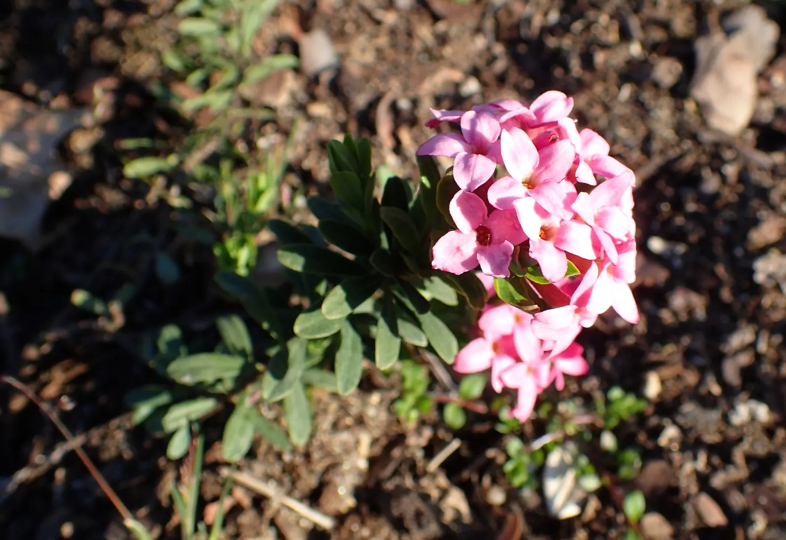 Garland Daphne (Daphne Cneorum) — Avoid overwatering to prevent root rot