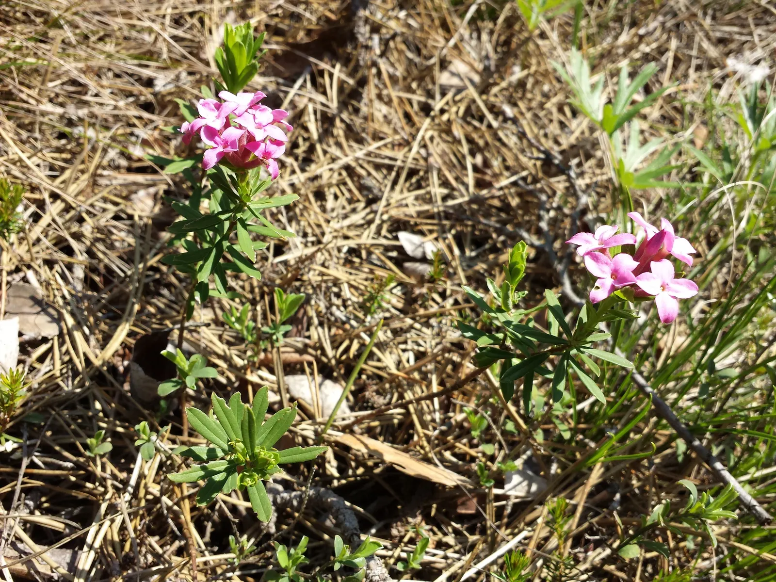 Garland Daphne (Daphne Cneorum) — Daphne cneorum can withstand temperatures down to -30&deg;F