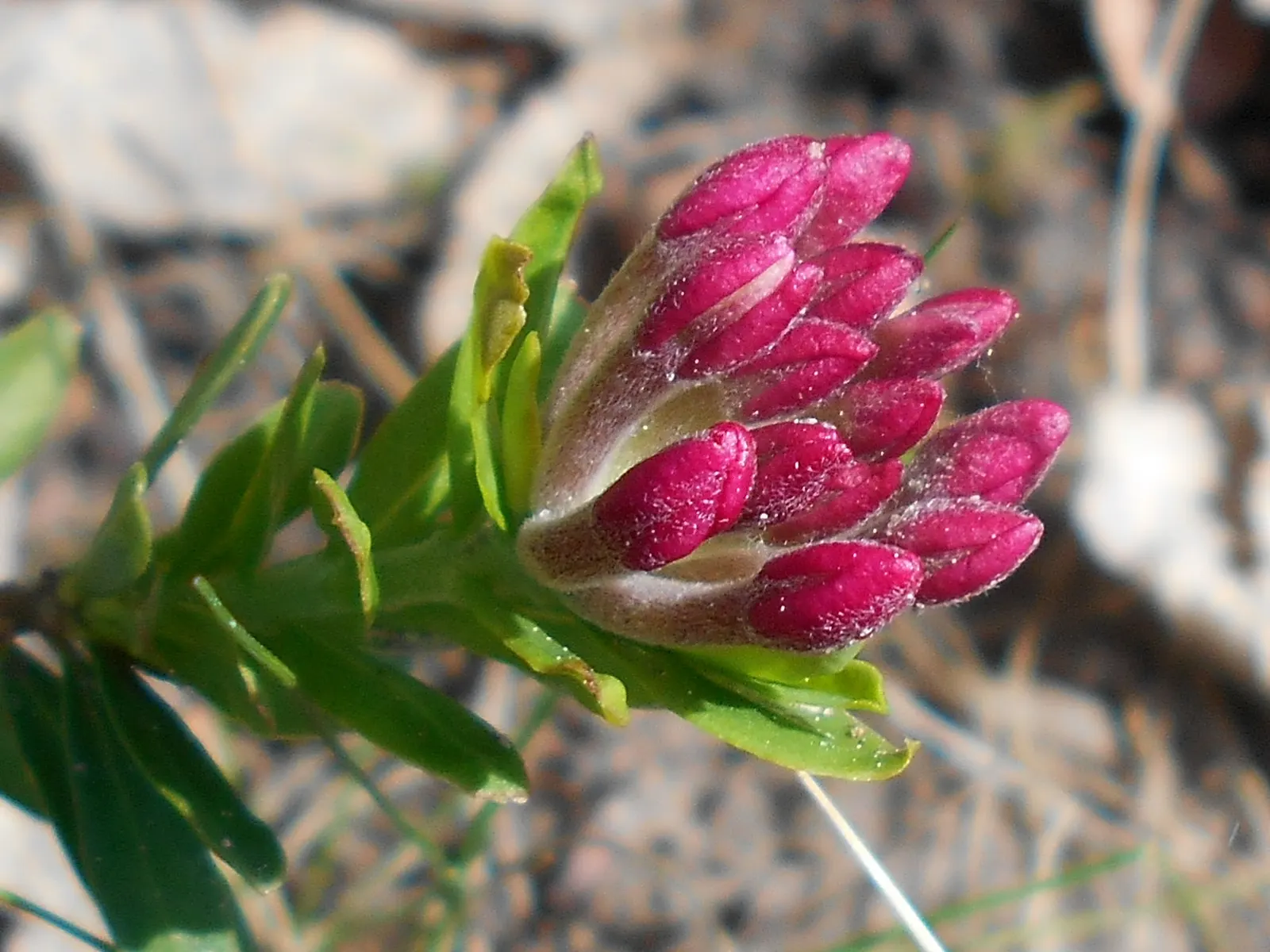 Garland Daphne (Daphne Cneorum) — as this plant is prone to root rot under soggy conditions.<br><br>Hardy in USDA zones 4 through 8; daphne cneorum, image 70