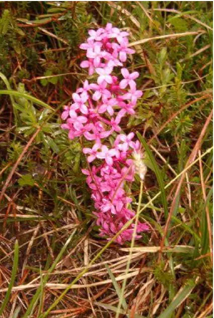 Garland Daphne (Daphne Cneorum) — it thrives in well-drained