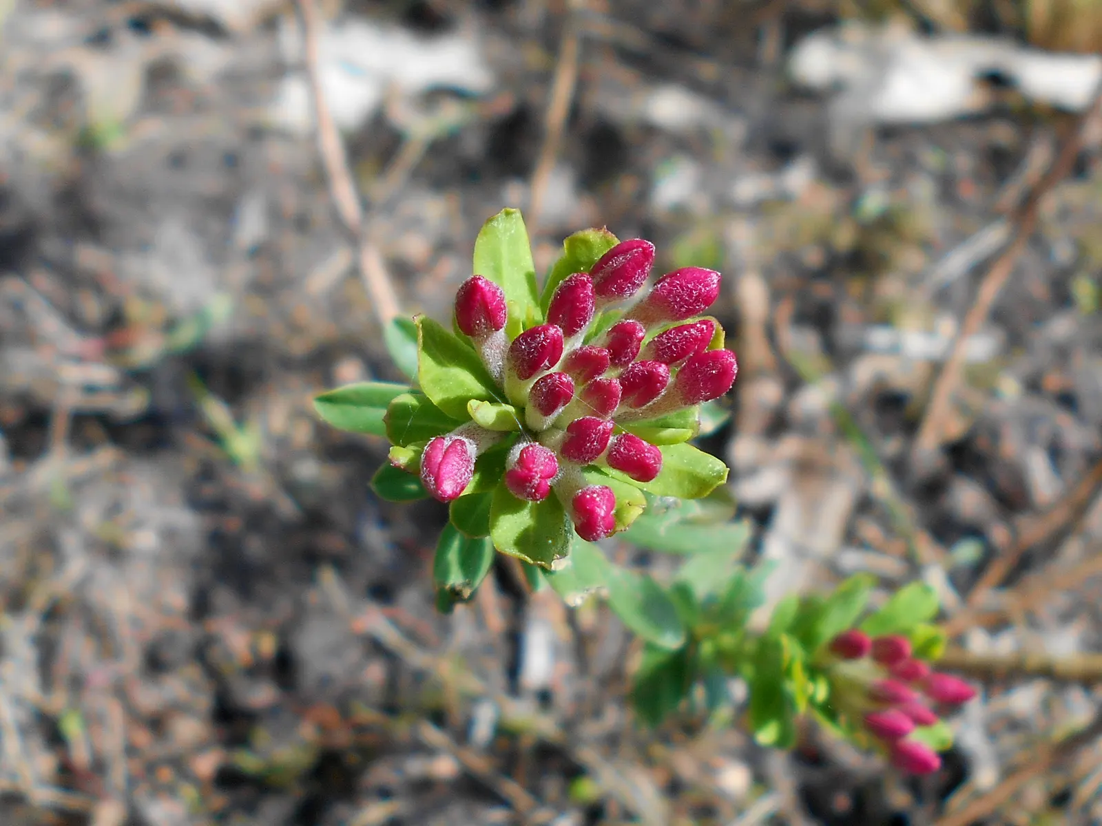 Garland Daphne (Daphne Cneorum) — neutral to acidic soil under full or partial sun; ideal for rock gardens and borders, image 57