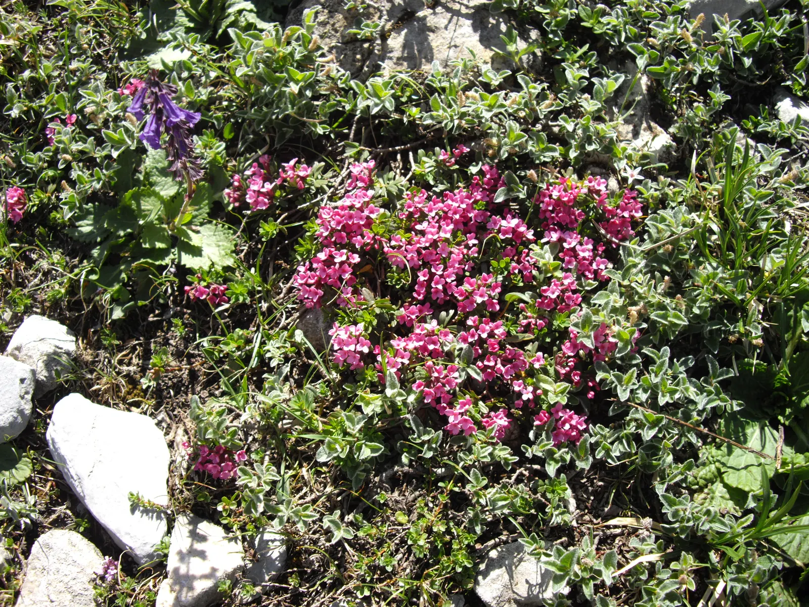Garland Daphne (Daphne Cneorum) — Avoid overwatering to prevent root rot; commonly known as Garland Daphne