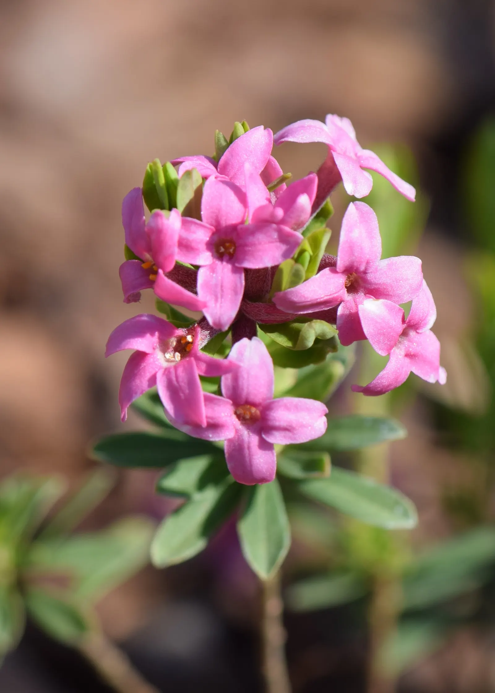 Garland Daphne (Daphne Cneorum) — it thrives in well-drained; ground cover with pink blooms
