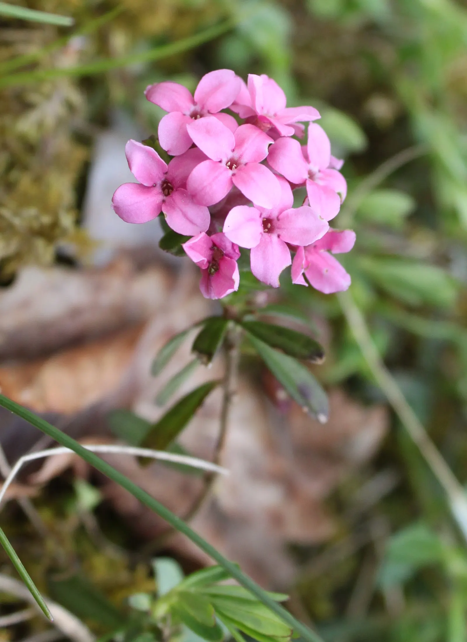 Garland Daphne (Daphne Cneorum) — The leaves are small and narrow; it's important to avoid overwatering, image 66