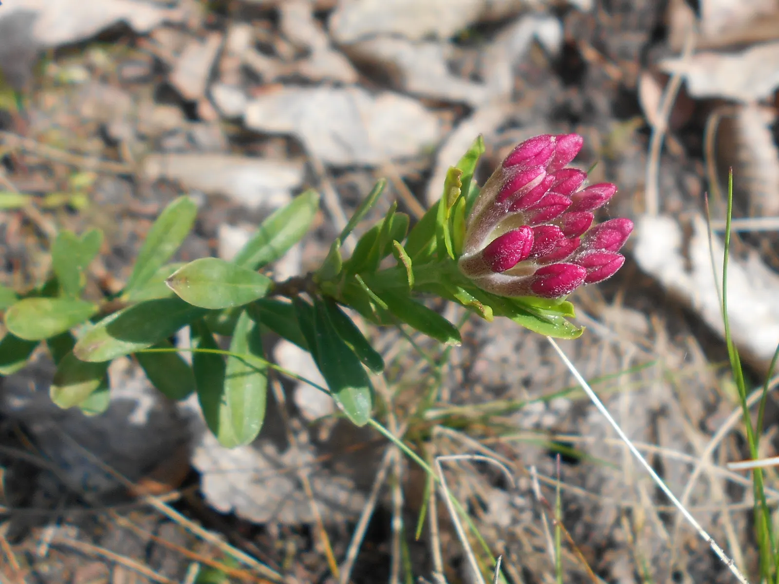 Garland Daphne (Daphne Cneorum) — ground cover for half or shade