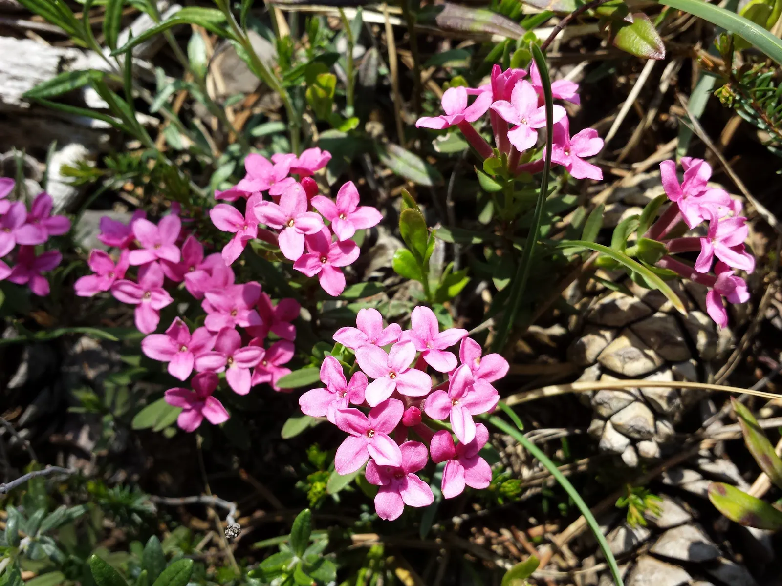 Garland Daphne (Daphne Cneorum) — It's important to avoid overwatering; typically around April to May