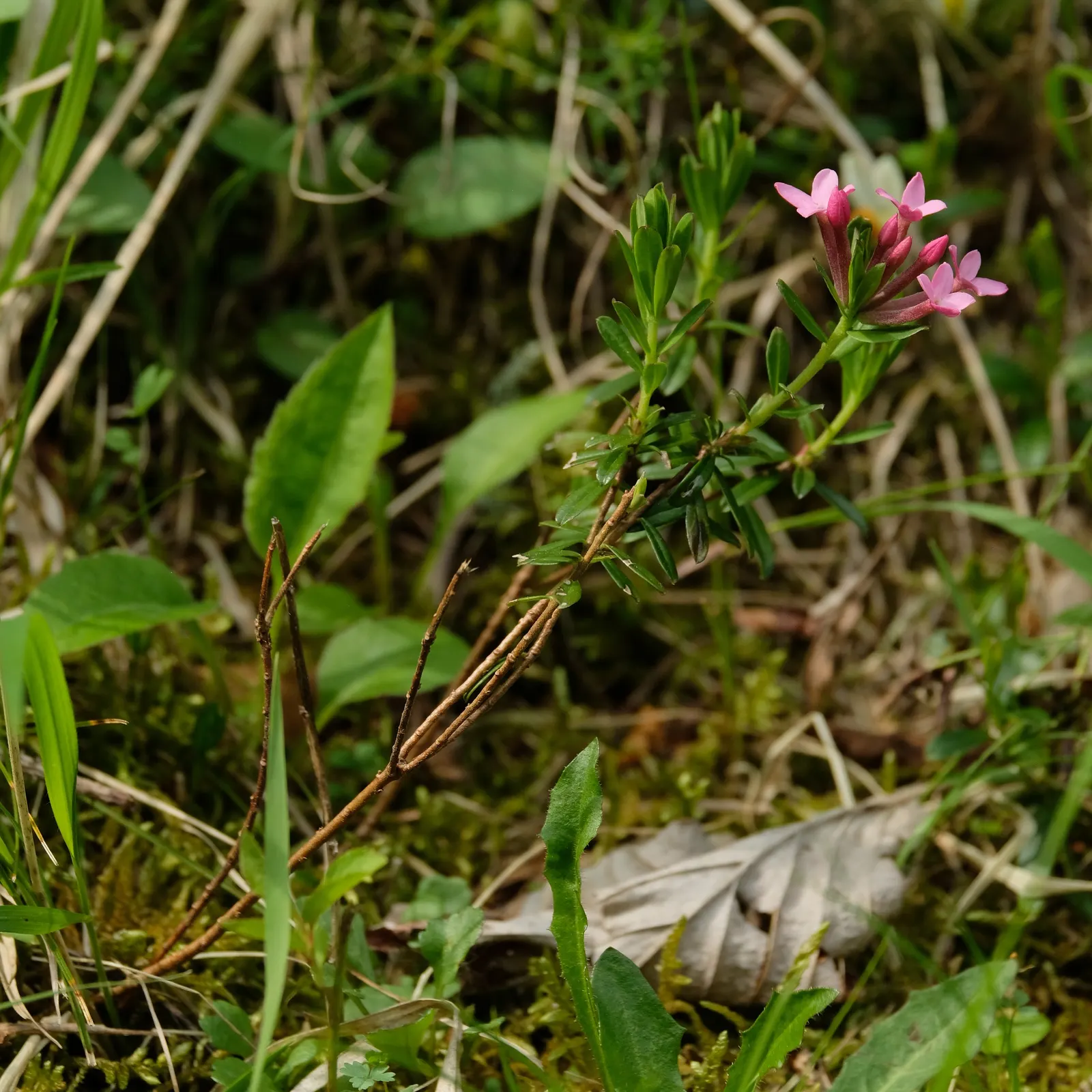 Garland Daphne (Daphne Cneorum) — much prized for its sensational fragrance and delicate blossoms; locate it in a spot that receives full sun to, image 62