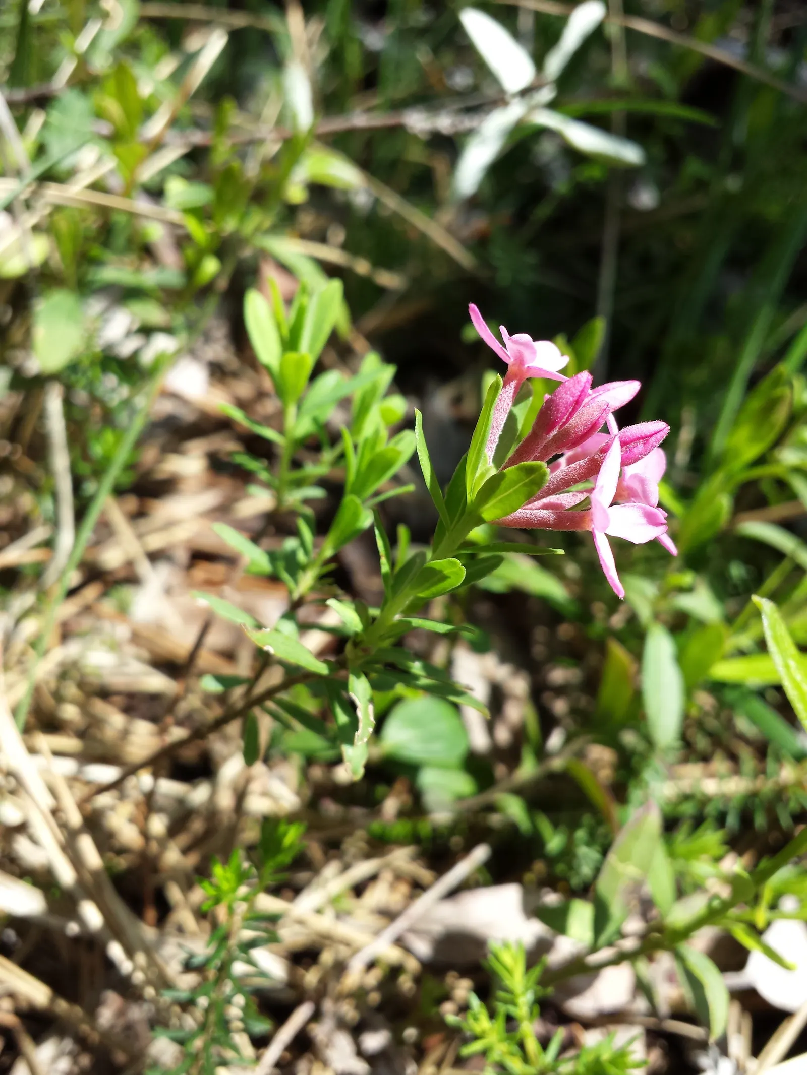 Garland Daphne (Daphne Cneorum) — Appreciated for its fragrant pink blossoms blooming in spring