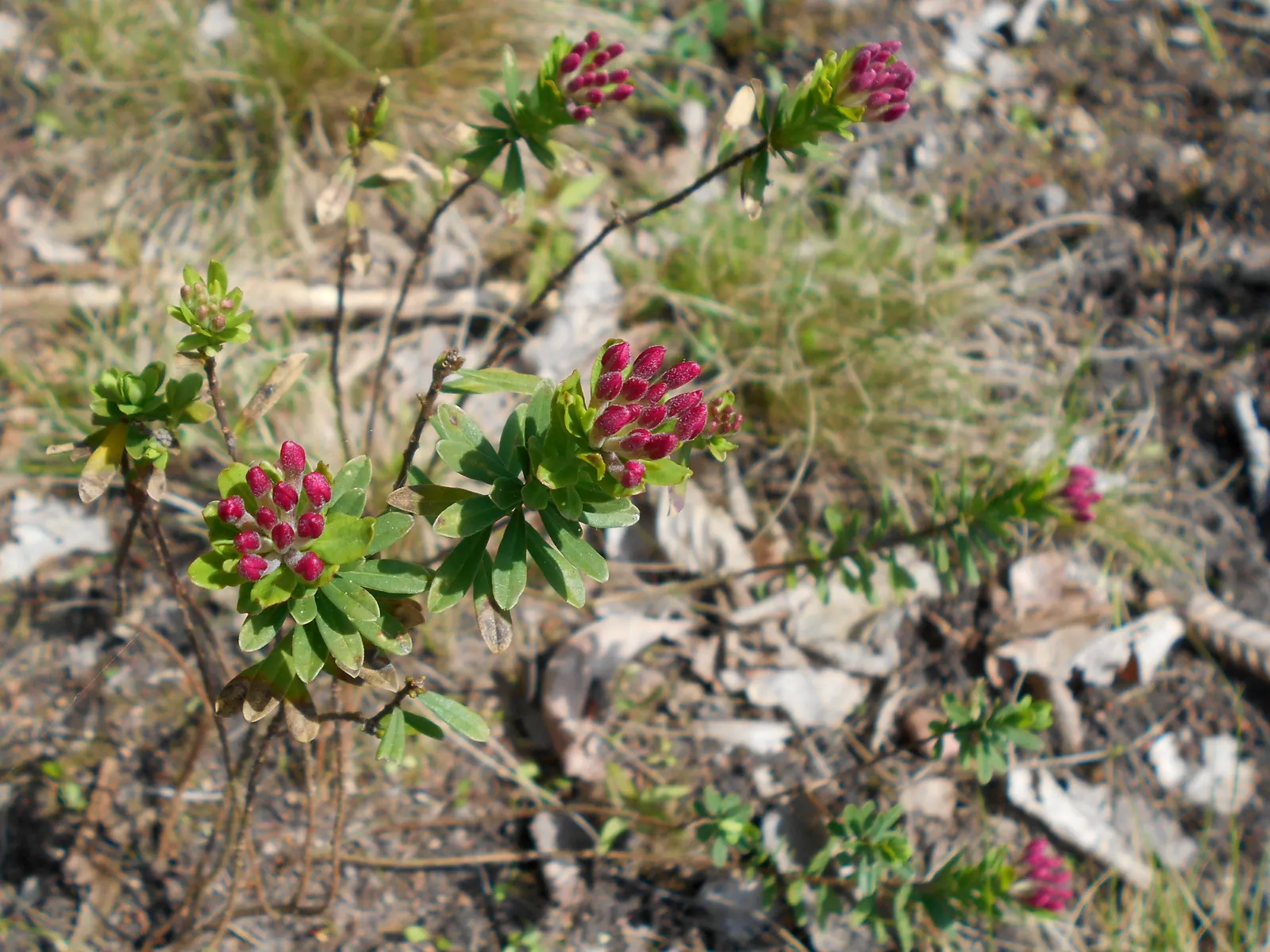 Garland Daphne (Daphne Cneorum) — The leaves are small and narrow