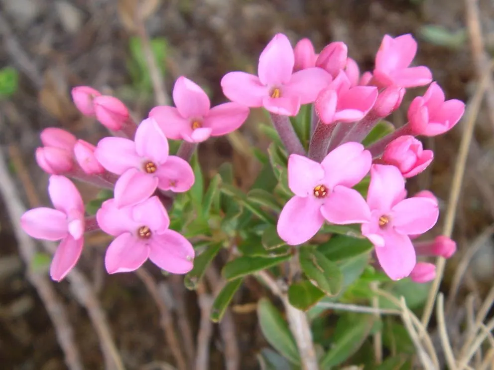 Garland Daphne (Daphne Cneorum) — It's important to avoid overwatering; typically around April to May, image 69