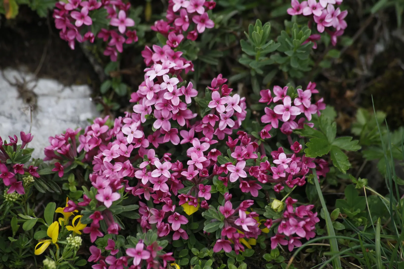 Garland Daphne (Daphne Cneorum) — offering visual and olfactory pleasure for passersby; evergreen shrub reaching up to 1 ft in height and spreading 2-3 ft wide