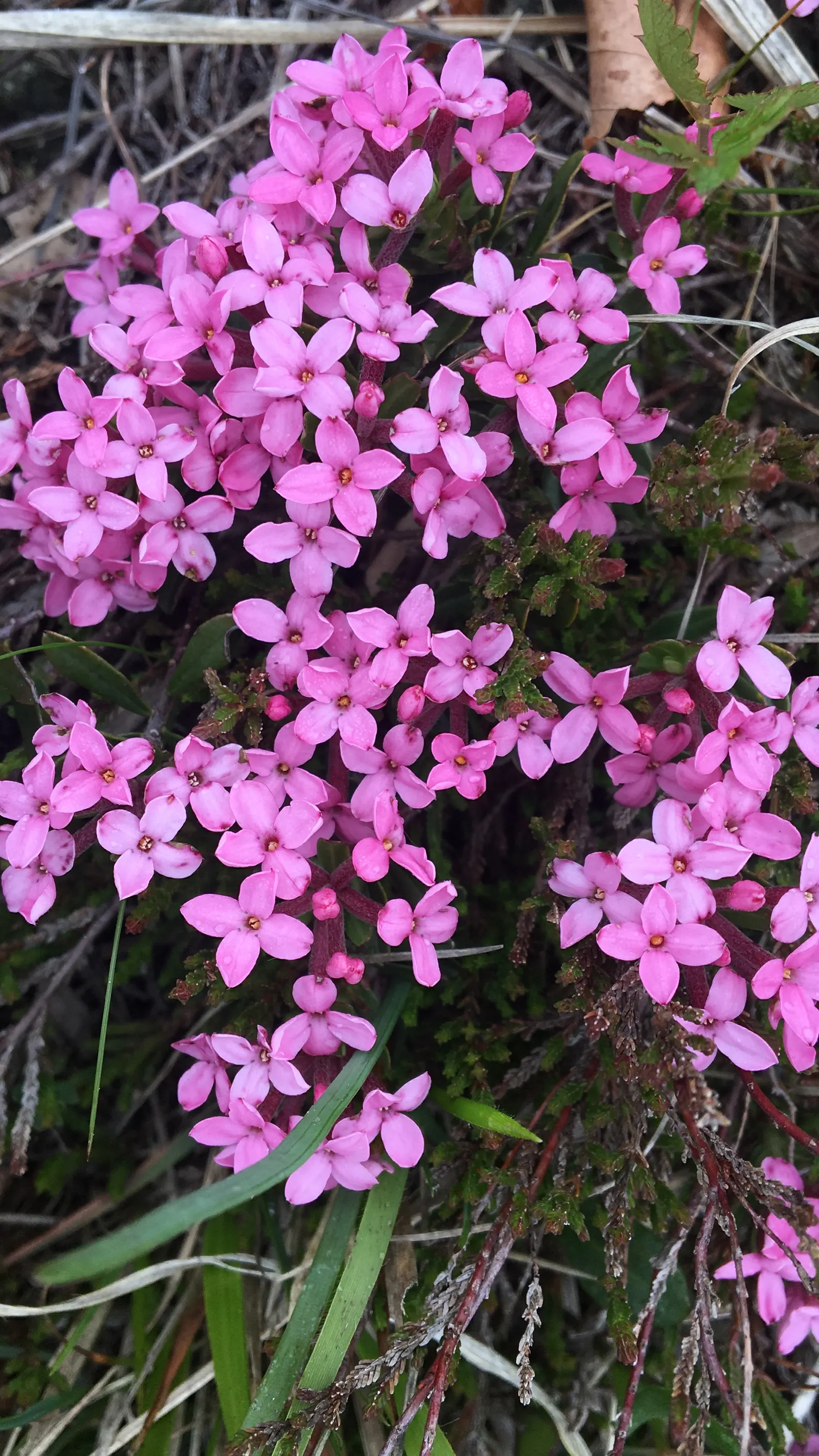 Garland Daphne (Daphne Cneorum) — Daphne cneorum can withstand temperatures down to -30&deg;F; ground cover for half or shade