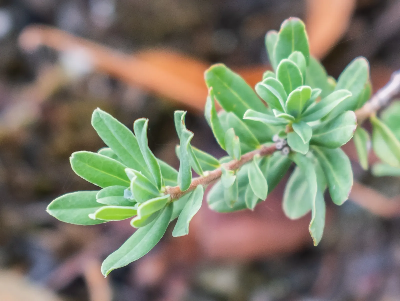 Garland Daphne (Daphne Cneorum) — The blossoms are tightly grouped and release an intoxicating scent that can enliven any garden space; much prized for its