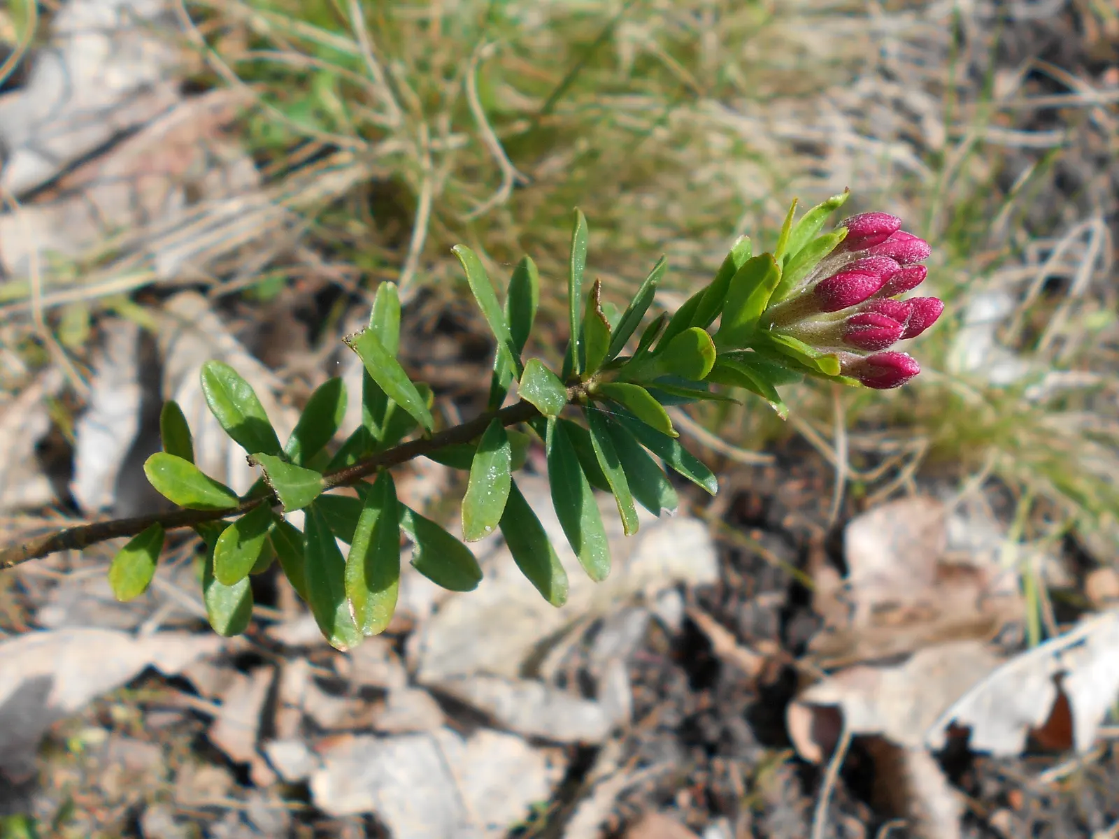 Garland Daphne (Daphne Cneorum) — ground cover with pink blooms; it thrives best in well-drained, slightly alkaline to neutral soil with moderate moisture
