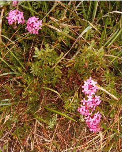 Garland Daphne (Daphne Cneorum) — The Garland Daphne (Daphne cneorum) is a diminutive yet captivating evergreen shrub; avoid overwatering to prevent root rot