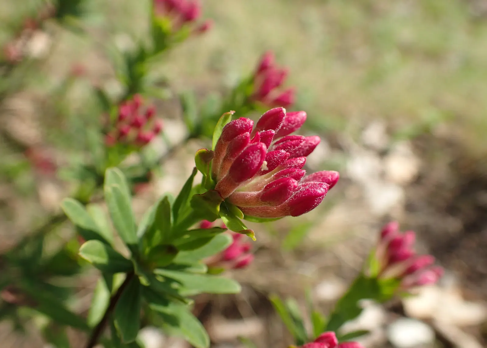Garland Daphne (Daphne Cneorum) — locate it in a spot that receives full sun to partial shade; pink flowers in the garden, image 67
