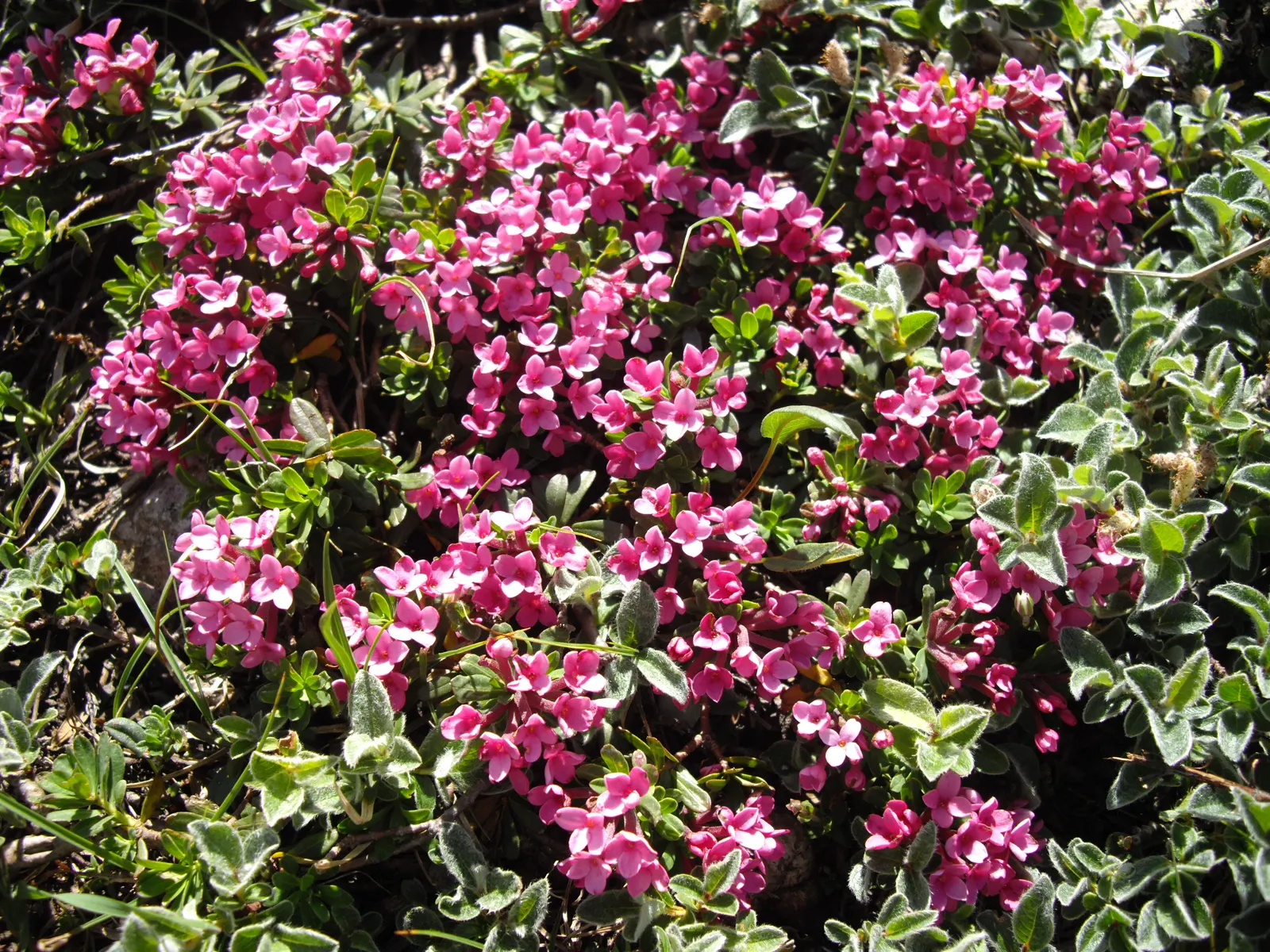 Garland Daphne (Daphne Cneorum) — Ideal for rock gardens and borders; the blossoms are tightly grouped and release an intoxicating scent that can, image 58