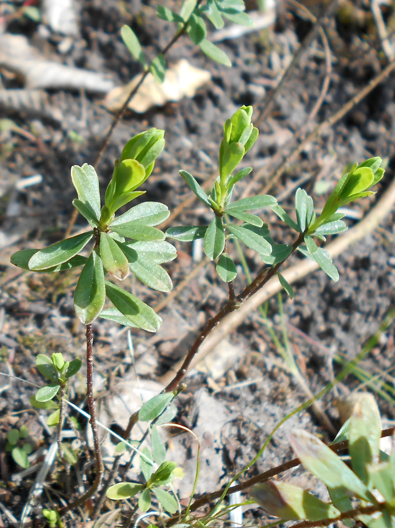 Garland Daphne (Daphne Cneorum) — requiring minimal winter protection