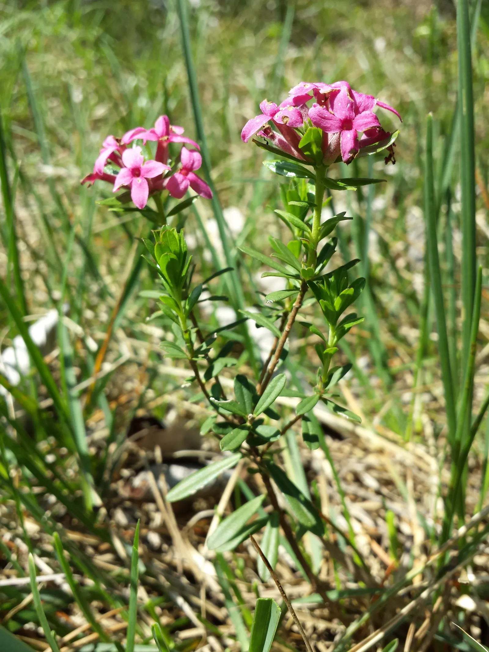 Garland Daphne (Daphne Cneorum) — The leaves are small and narrow; it's important to avoid overwatering