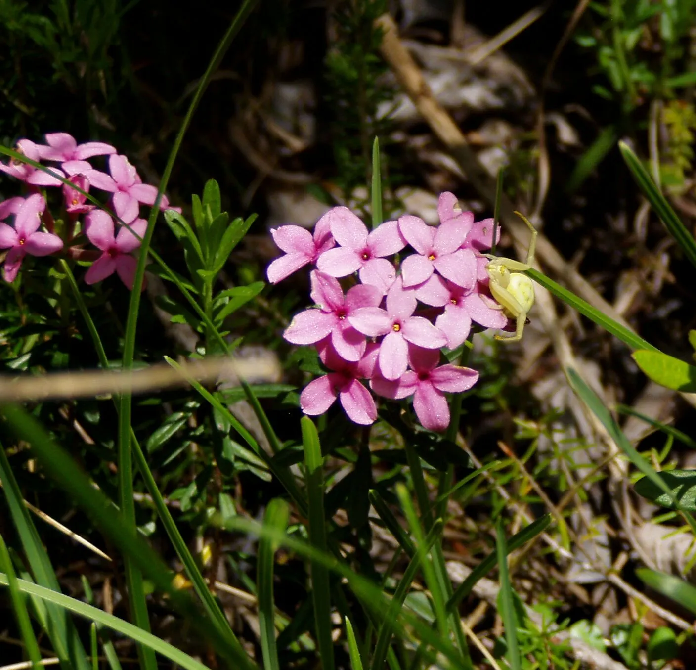 Garland Daphne (Daphne Cneorum) — locate it in a spot that receives full sun to partial shade