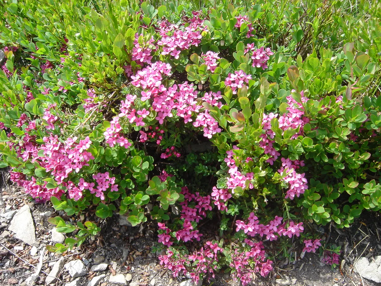 Garland Daphne (Daphne Cneorum) — requiring minimal winter protection; hardy to USDA zones 4-8, it requires minimal pruning and moderate moisture