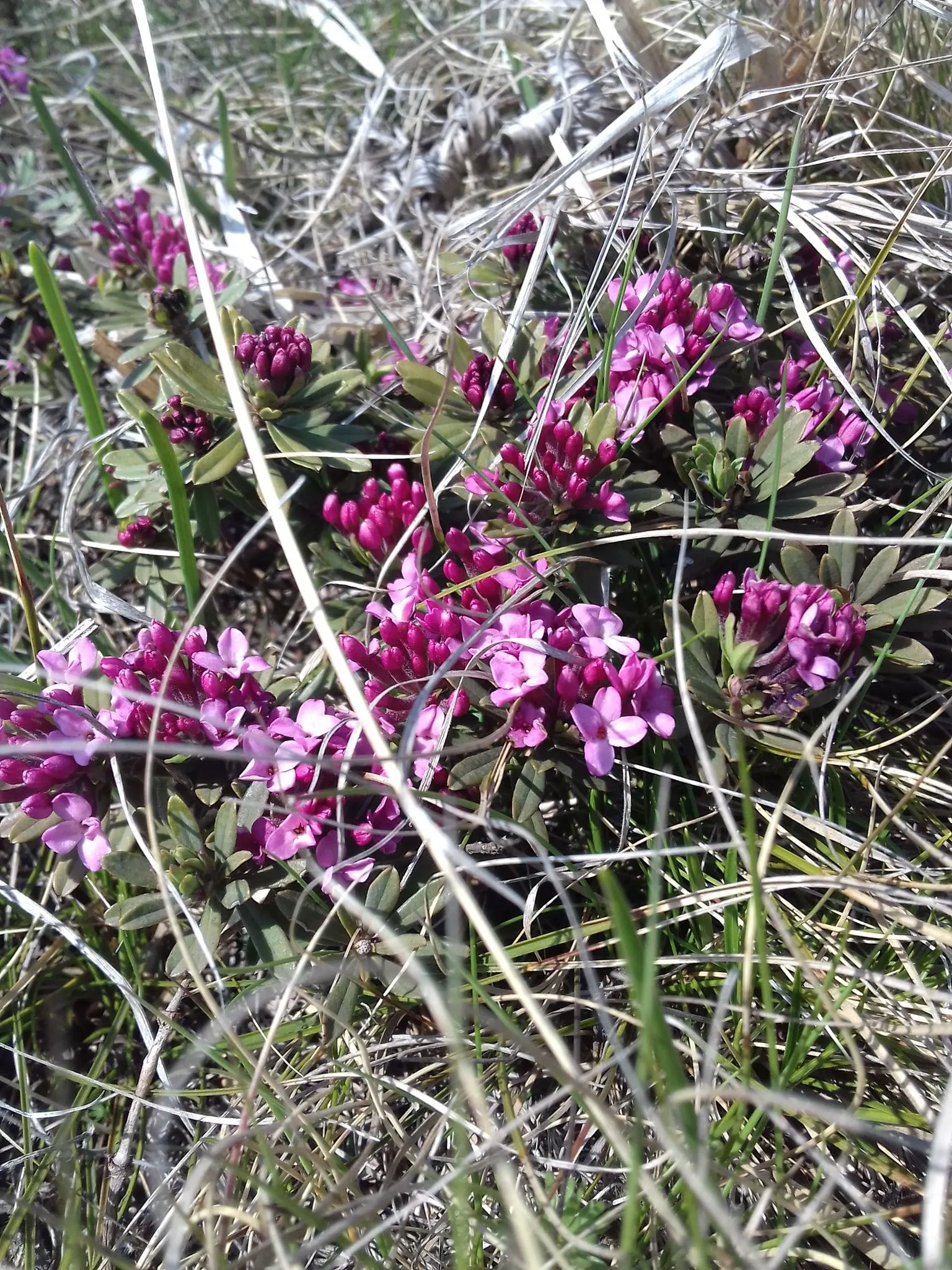 Garland Daphne (Daphne Cneorum) — Avoid overwatering to prevent root rot; commonly known as Garland Daphne, image 60
