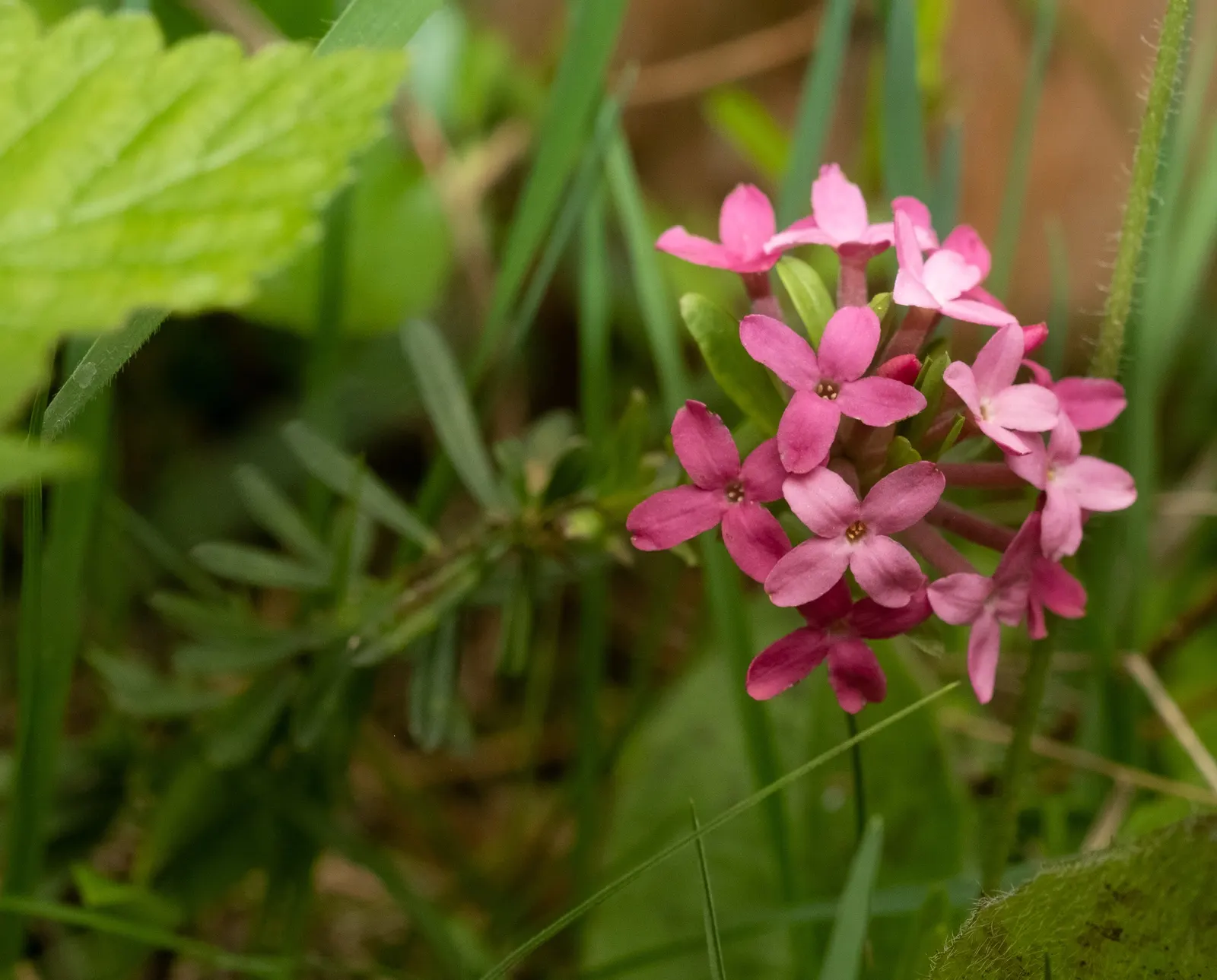 Garland Daphne (Daphne Cneorum) — it thrives in well-drained; ground cover with pink blooms, image 56