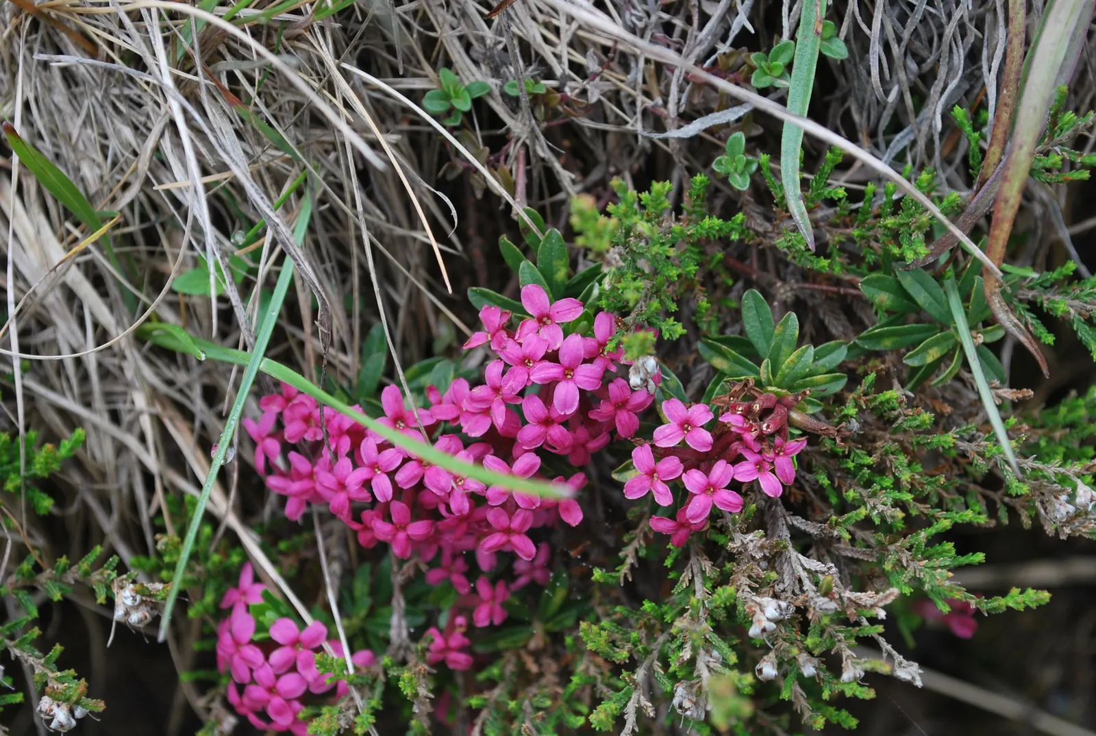 Garland Daphne (Daphne Cneorum) — as this plant is prone to root rot under soggy conditions.<br><br>Hardy in USDA zones 4 through 8; daphne cneorum can