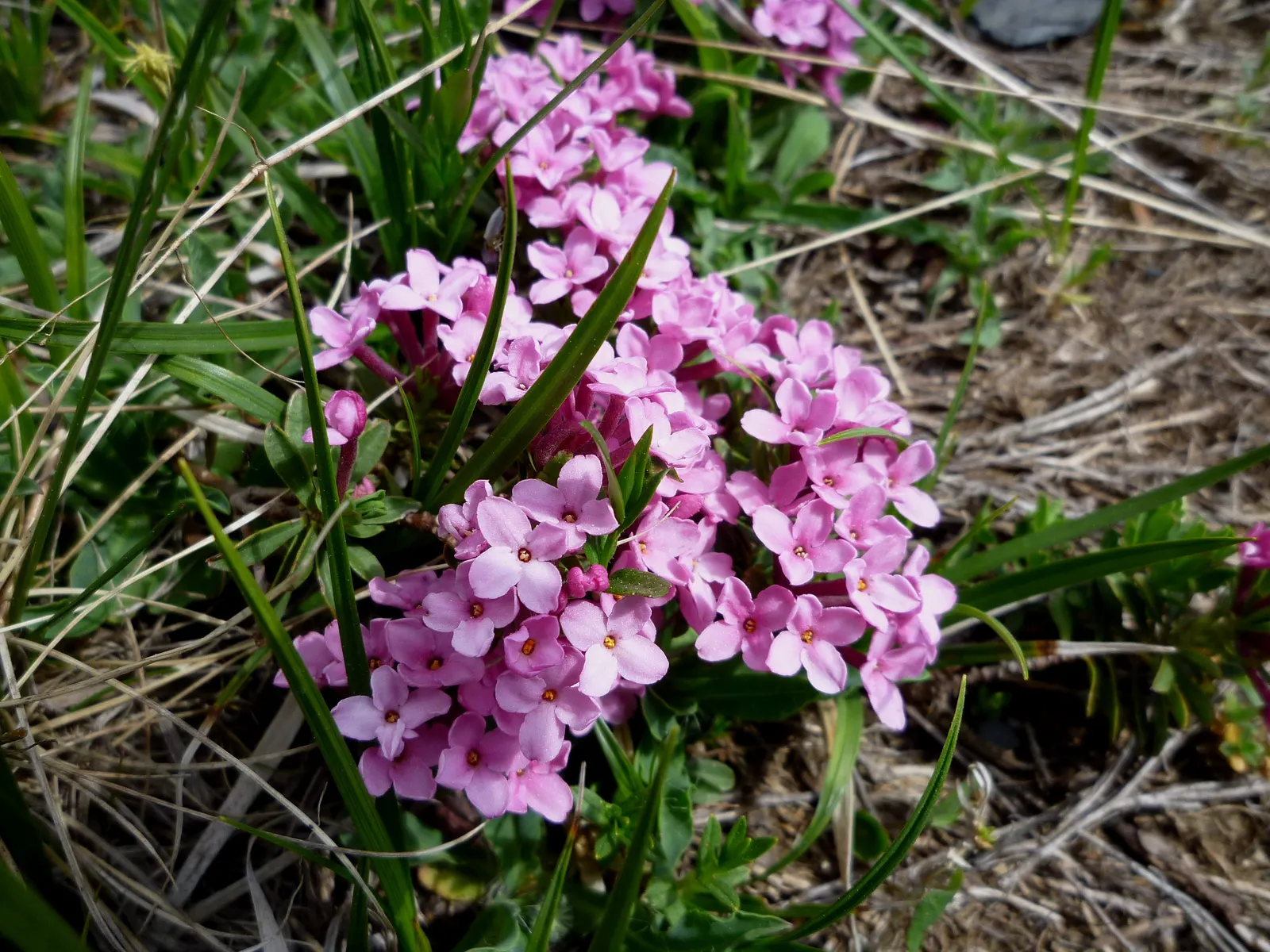 Garland Daphne (Daphne Cneorum) — offering visual and olfactory pleasure for passersby