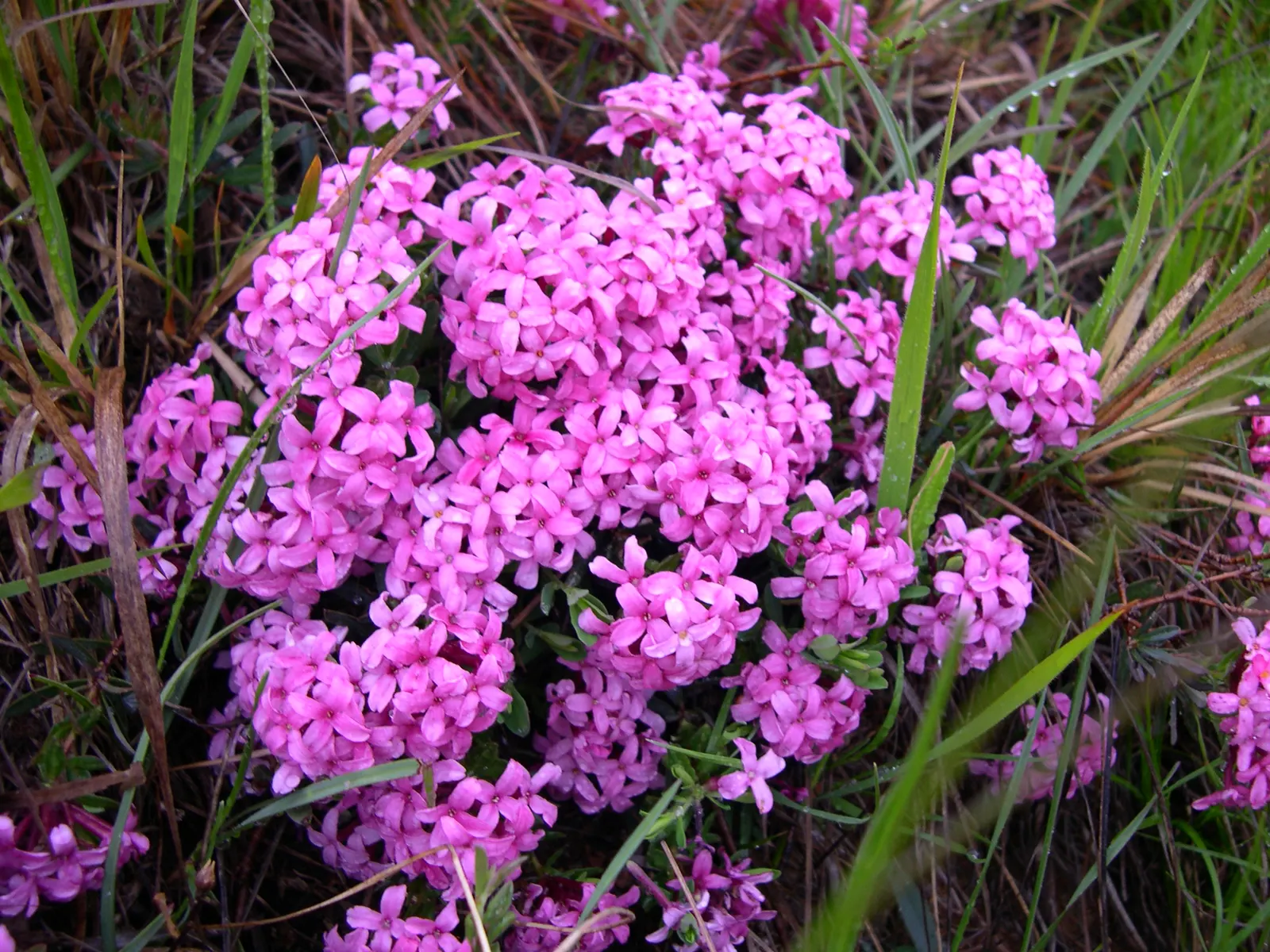 Garland Daphne (Daphne Cneorum) — pink flowers in the garden
