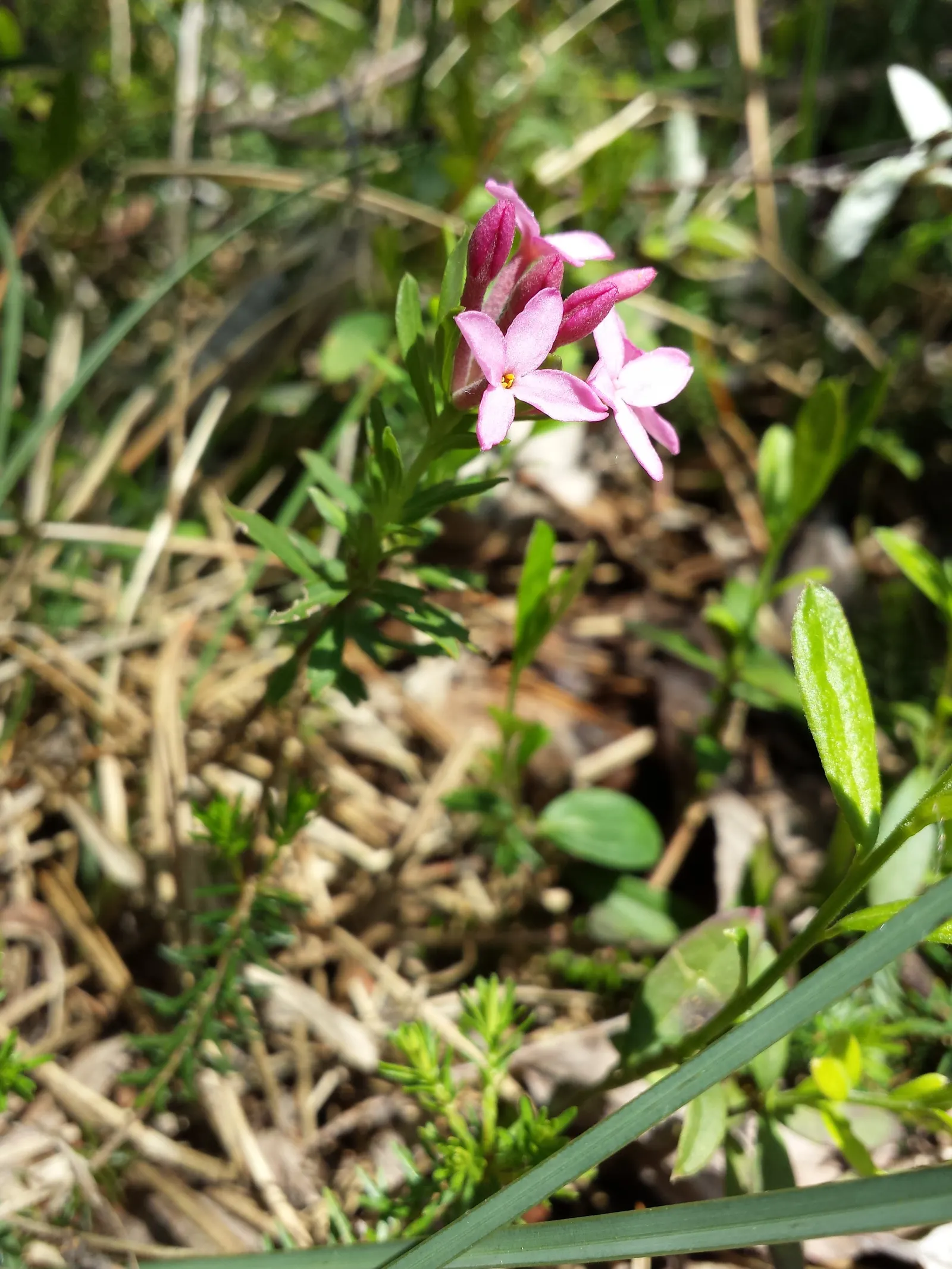 Garland Daphne (Daphne Cneorum) — The blossoms are tightly grouped and release an intoxicating scent that can enliven any garden space