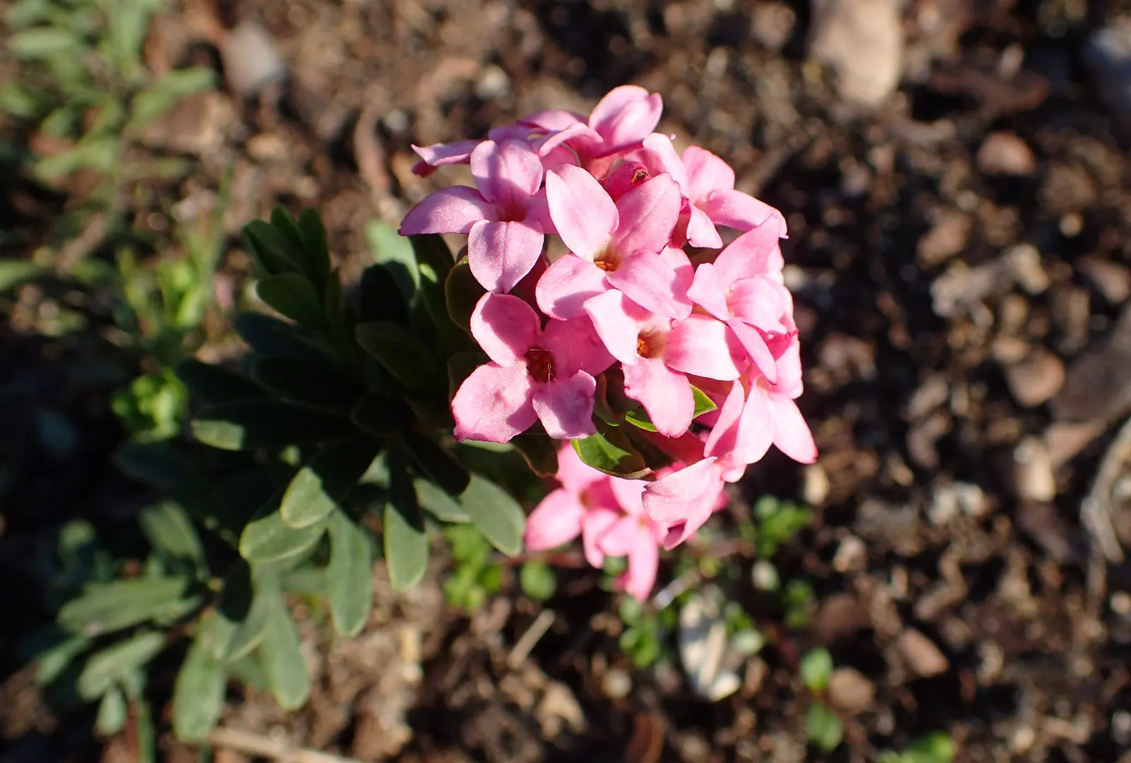 Garland Daphne (Daphne Cneorum) — It is also deer resistant