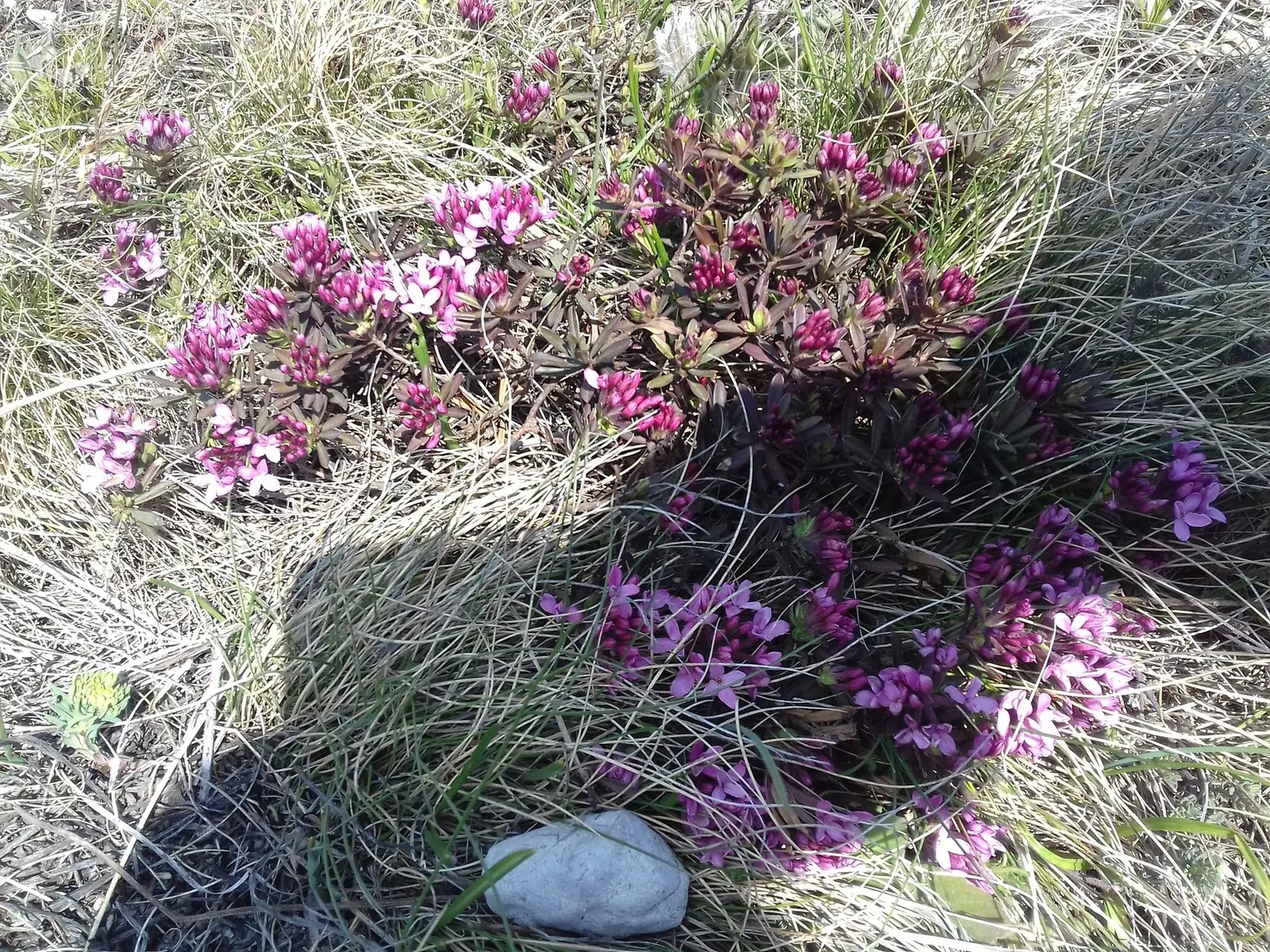 Garland Daphne (Daphne Cneorum) — as this plant is prone to root rot under soggy conditions.<br><br>Hardy in USDA zones 4 through 8